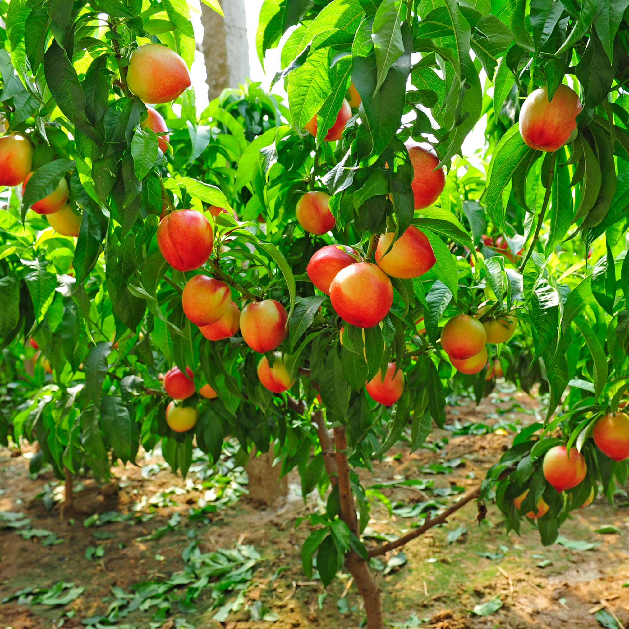 Contender Peach - Image 3