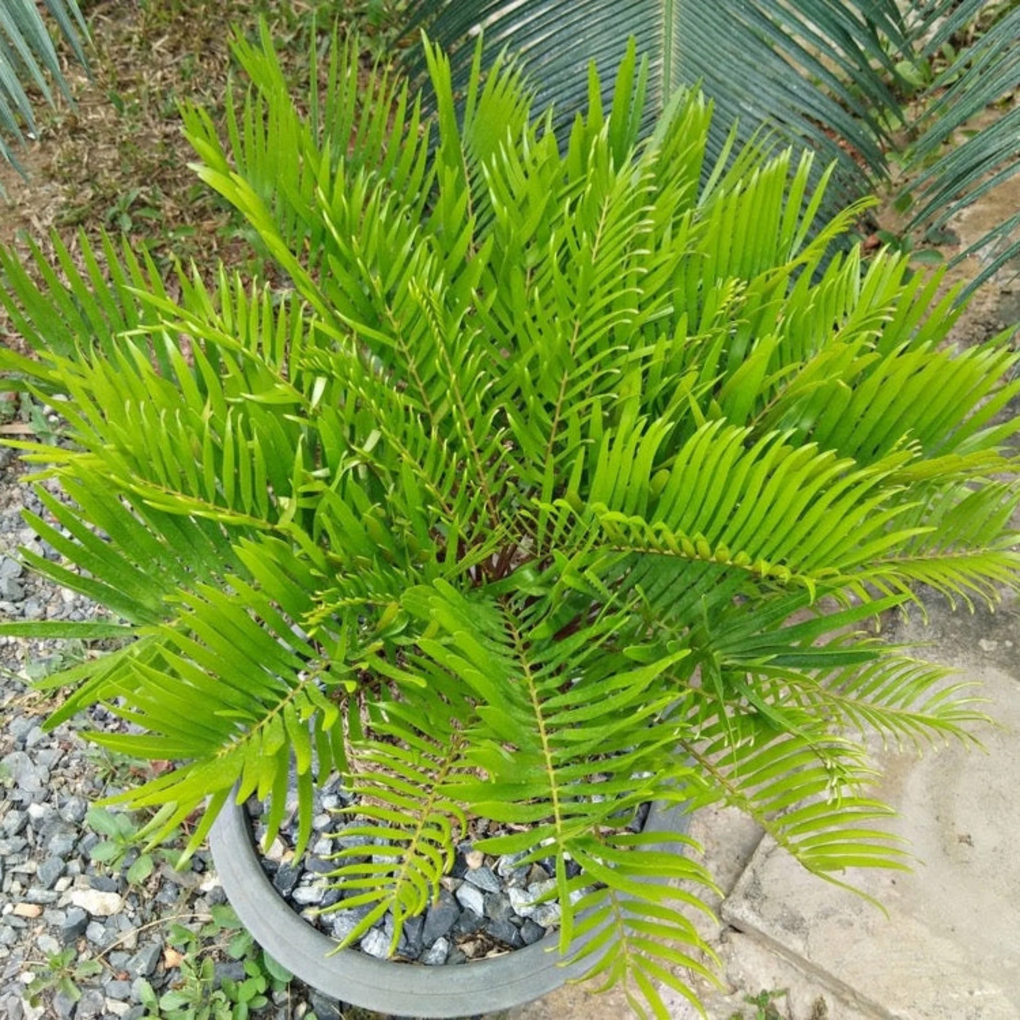 Coontie - Image 3