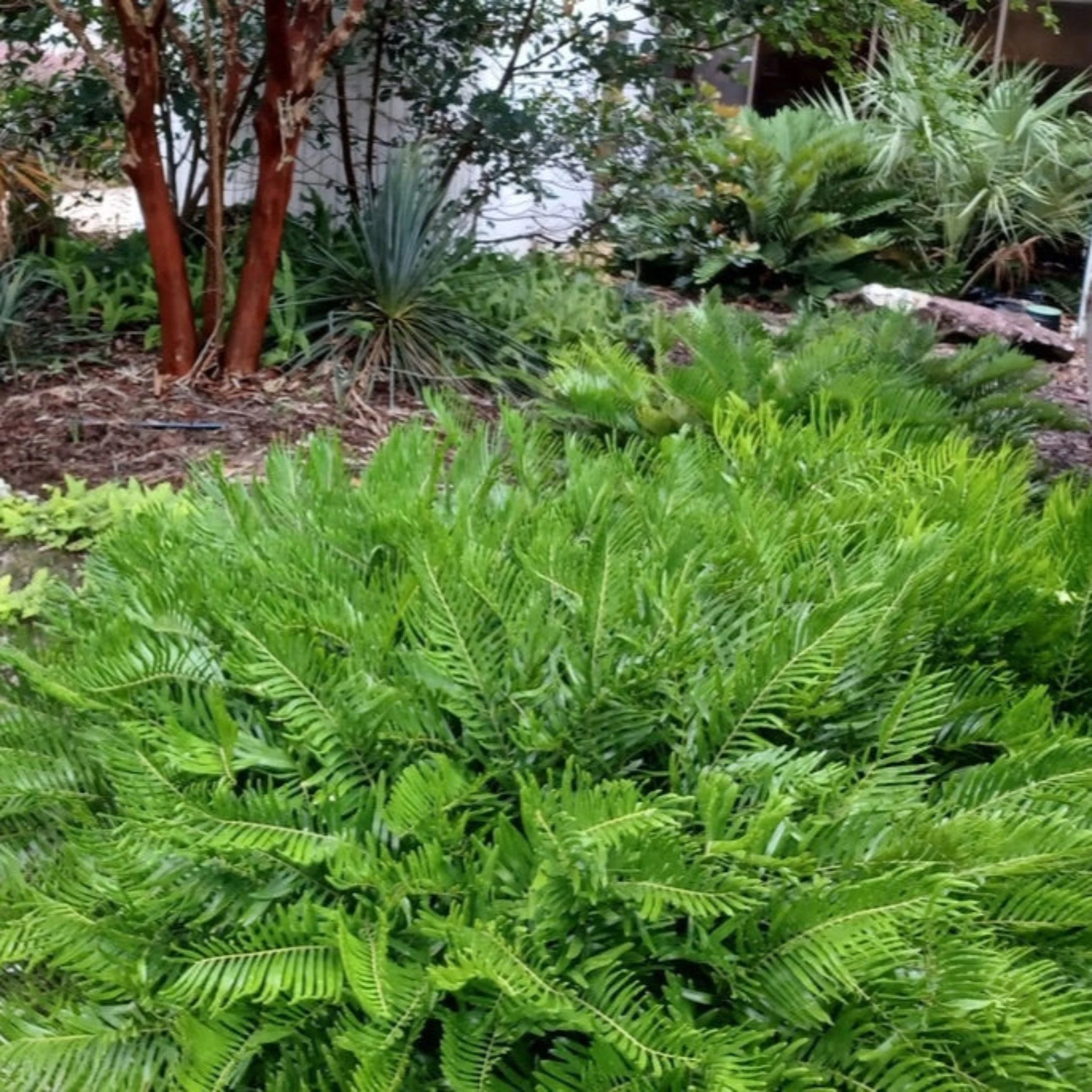Coontie Palm - Image 2