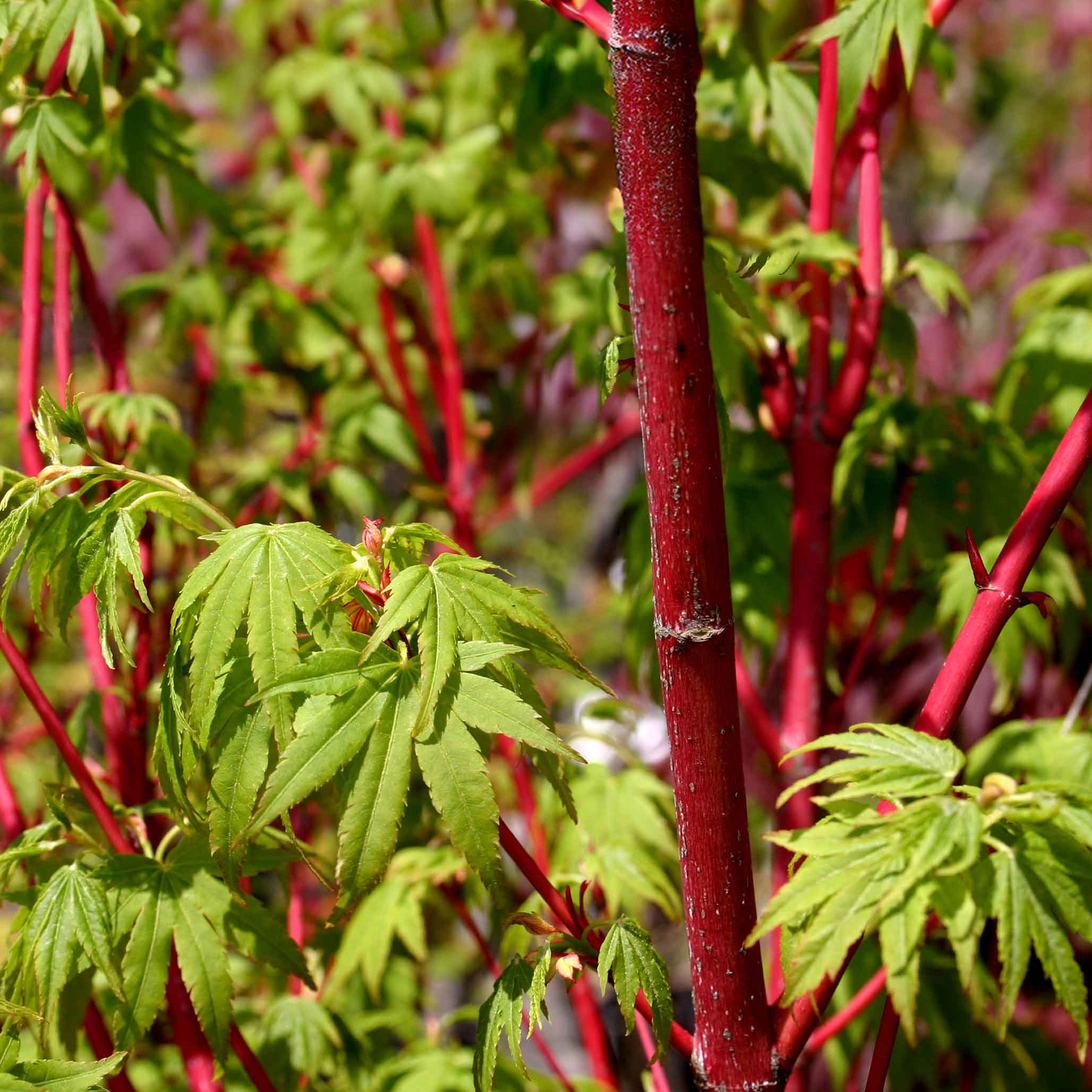 Coral Bark Japanese Maple Tree - Image 2