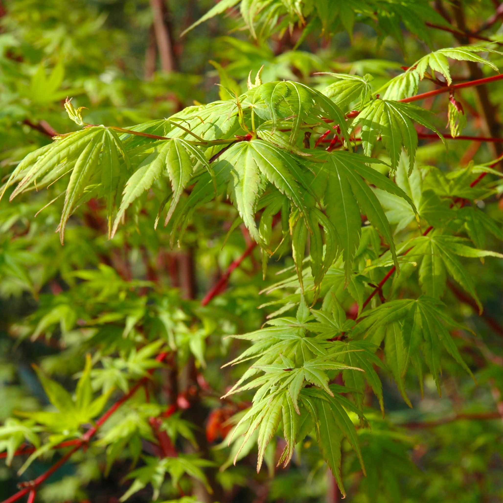 Coral Bark Japanese Maple Tree - Image 3