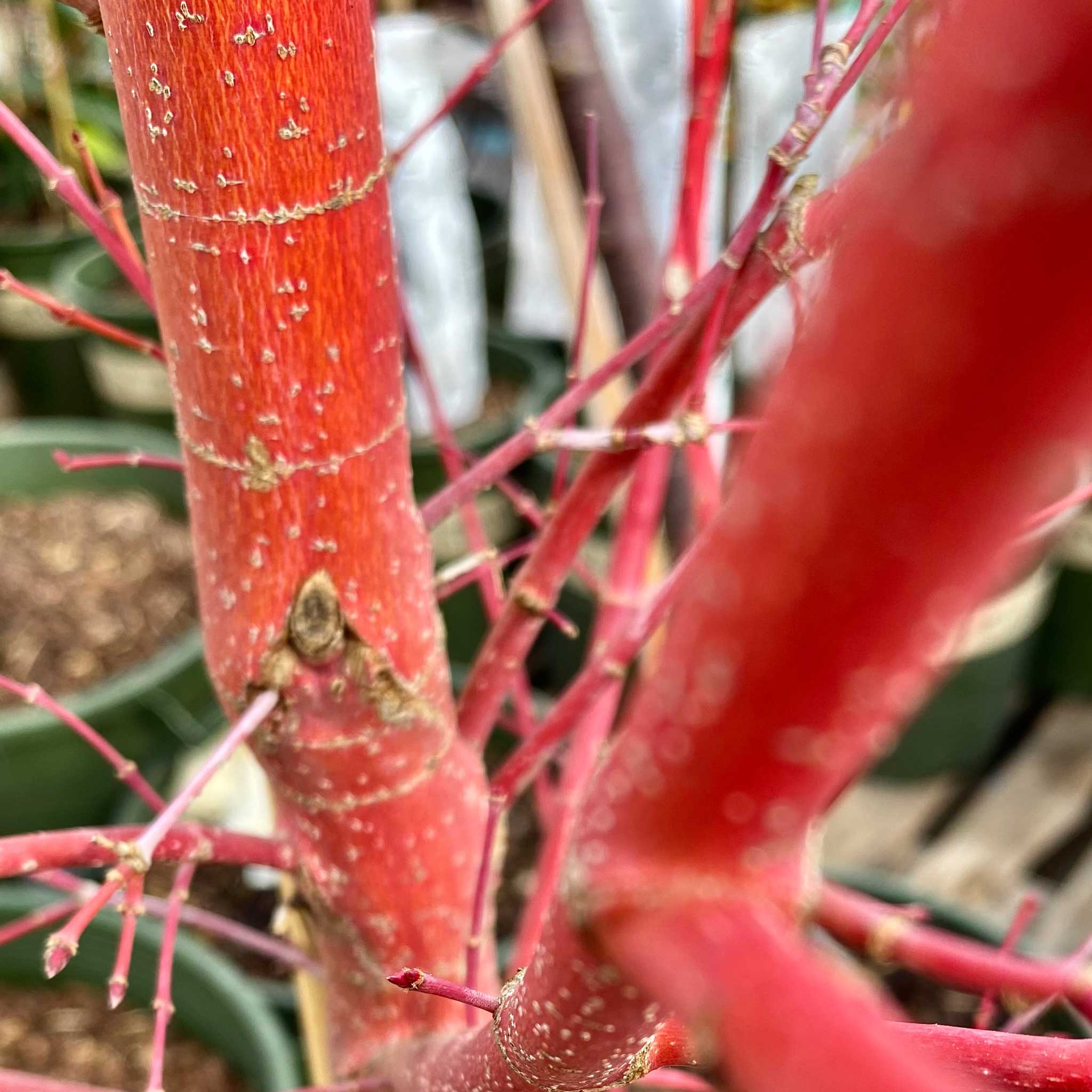 Coral Bark Japanese Maple Tree - Image 4