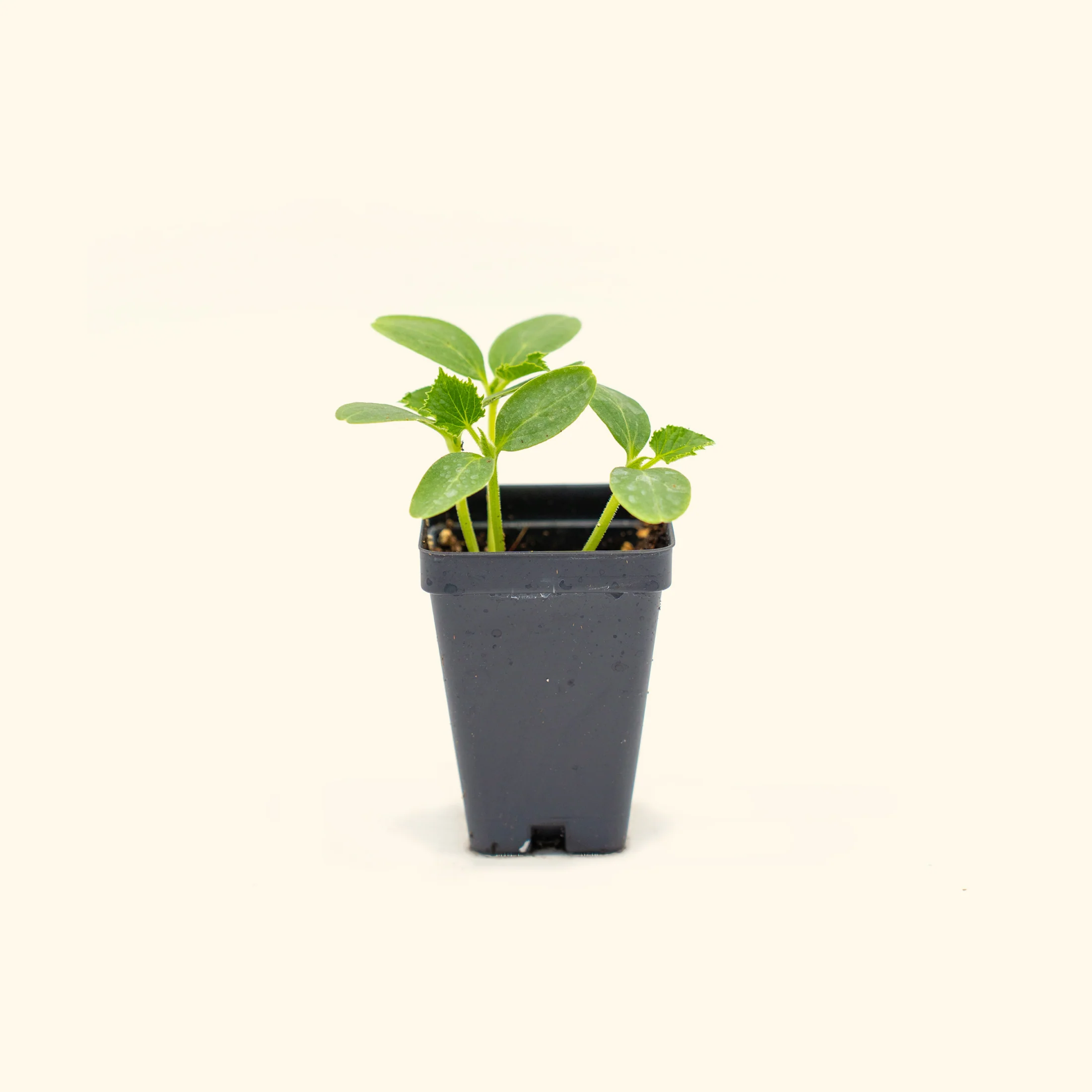 Crimson Sweet Watermelon Seedling - Image 2