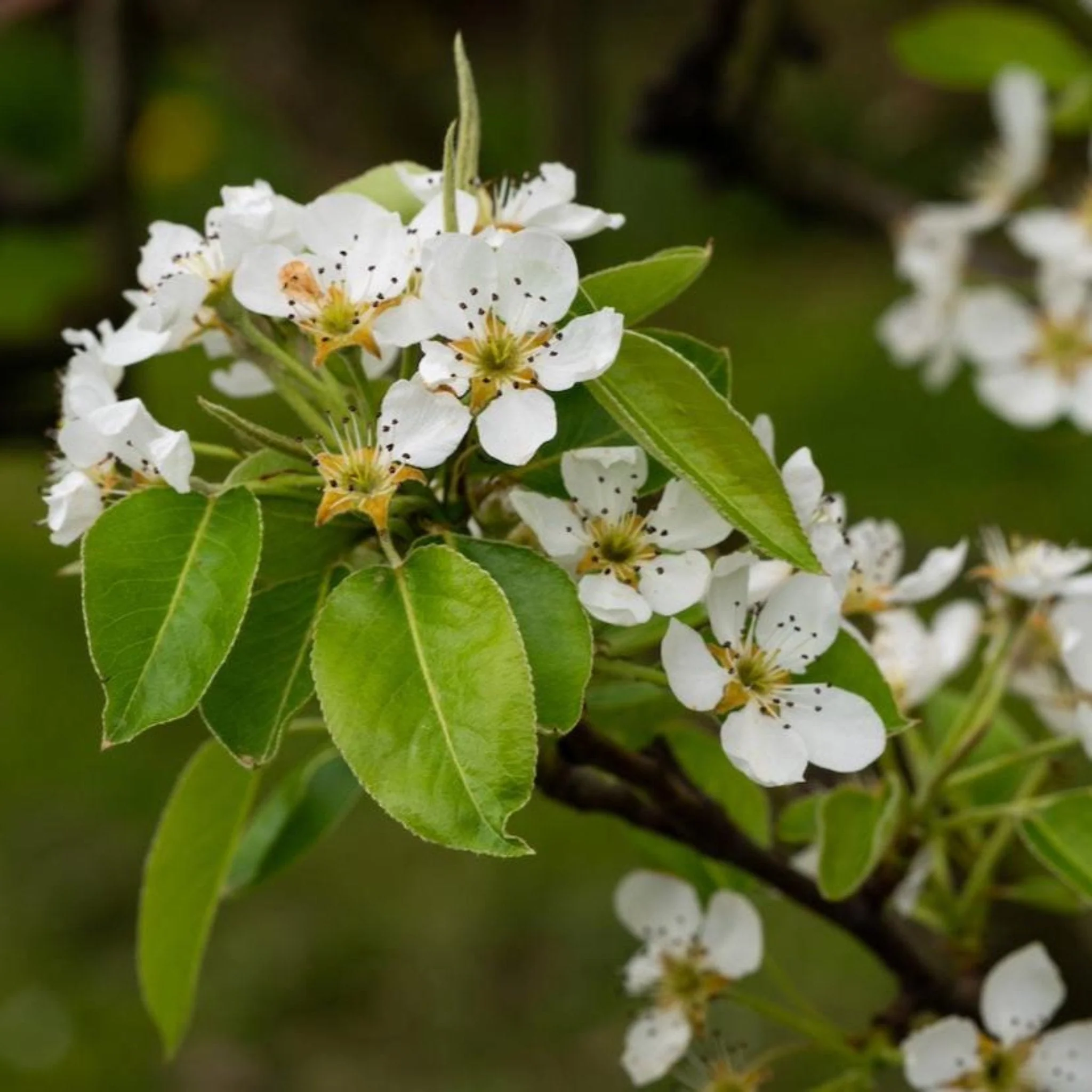 D’Anjou Pear Tree - Image 2