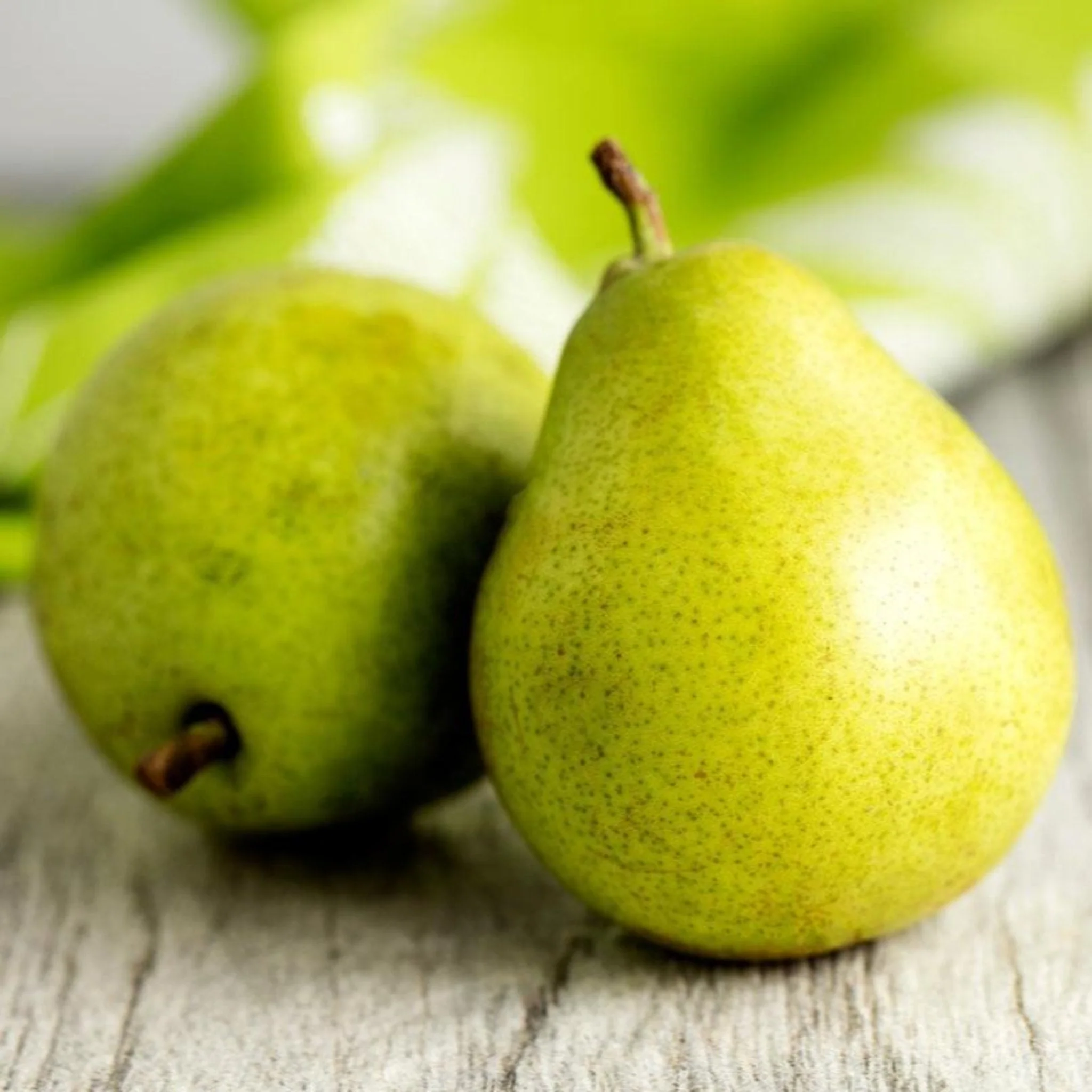 D’Anjou Pear Tree - Image 3