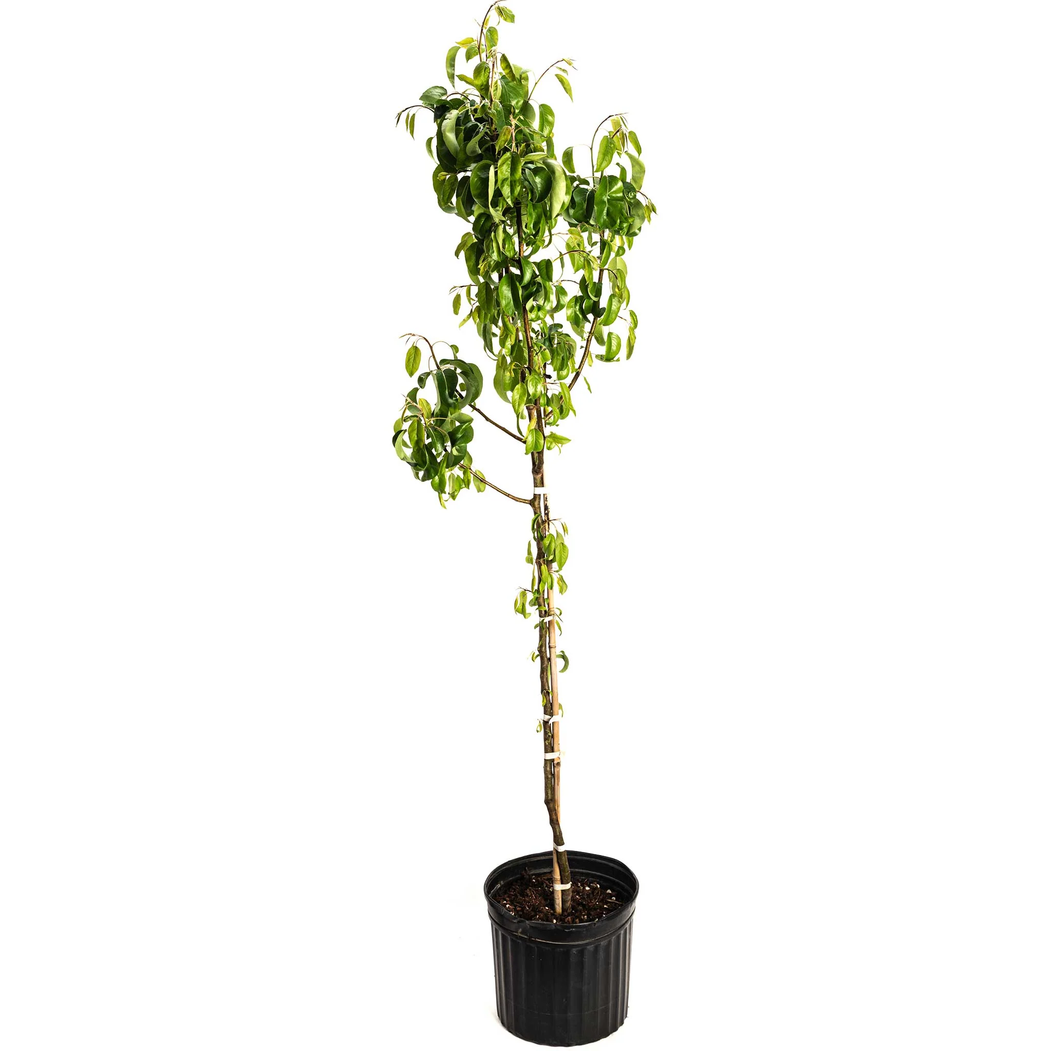 D’Anjou Pear Tree - Image 4