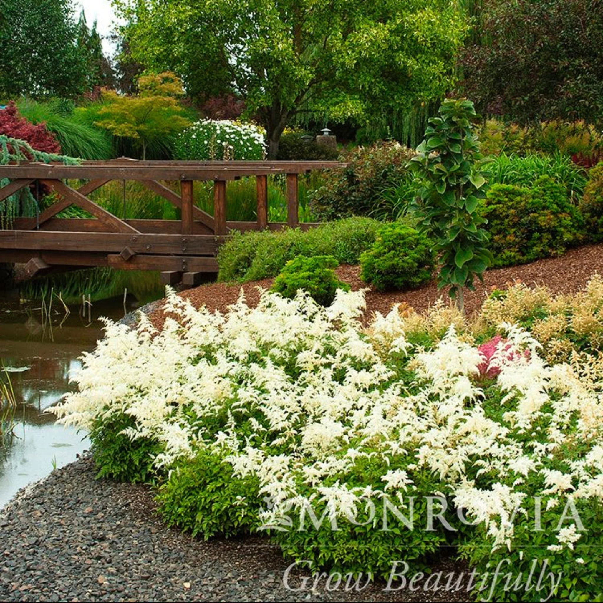 Deutschland Astilbe - Image 2