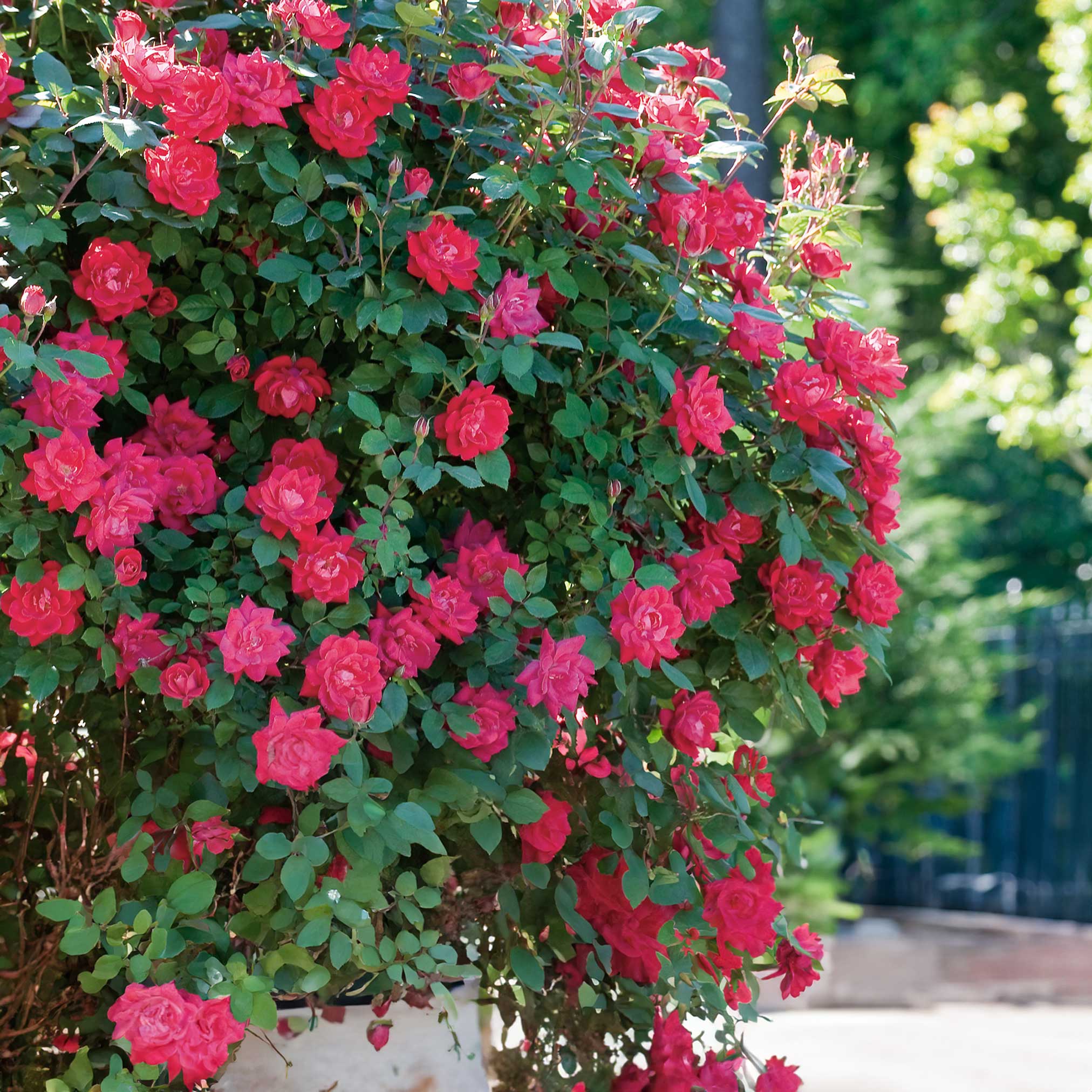Double Knock Out® Rose - Image 2