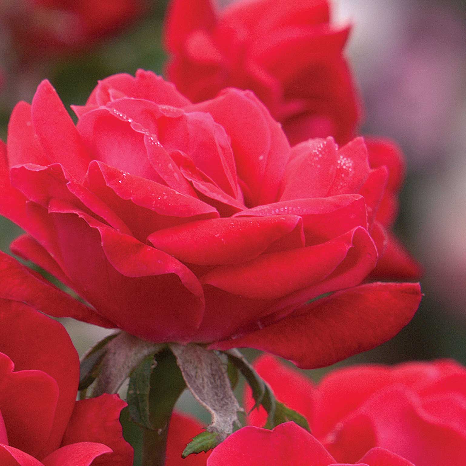 Double Knock Out® Rose - Image 3