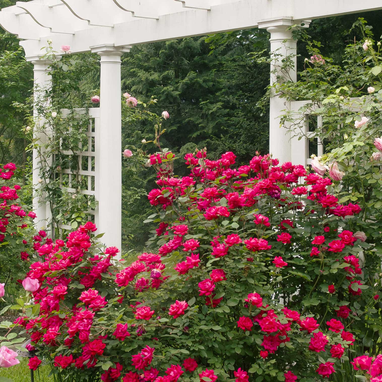 Double Knock Out® Rose - Image 4