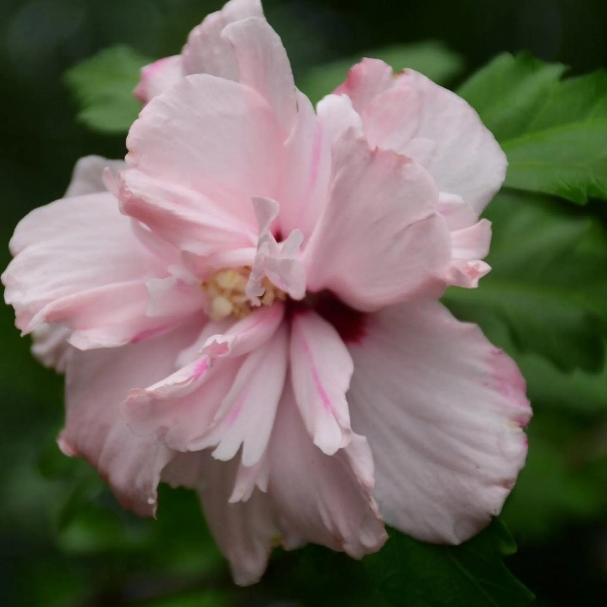 Double Pink Rose of Sharon Tree - Image 2