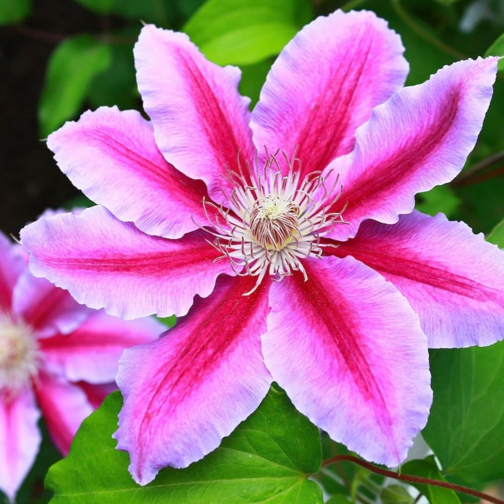Dr. Ruppel Clematis - Image 2