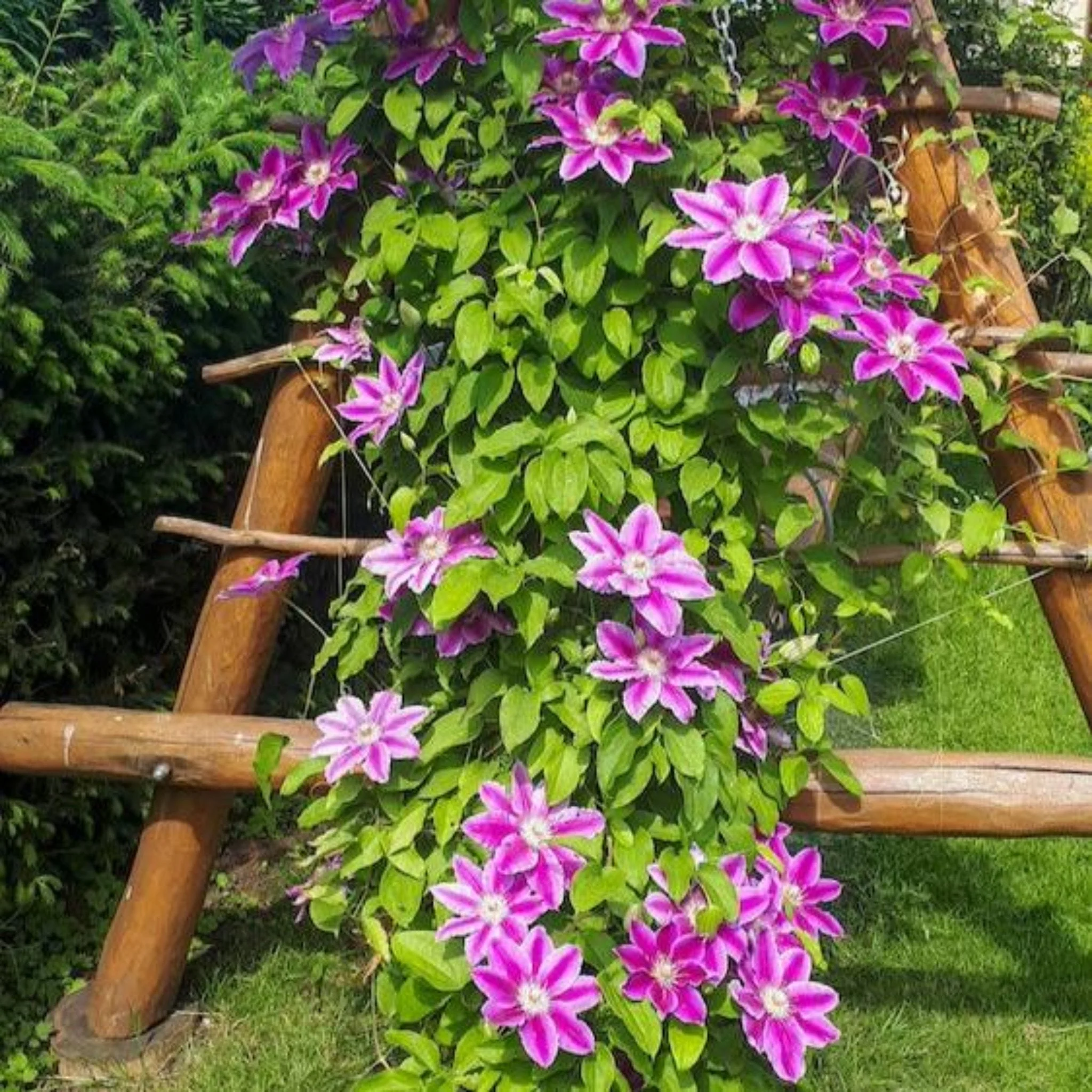 Dr. Ruppel Clematis - Image 3