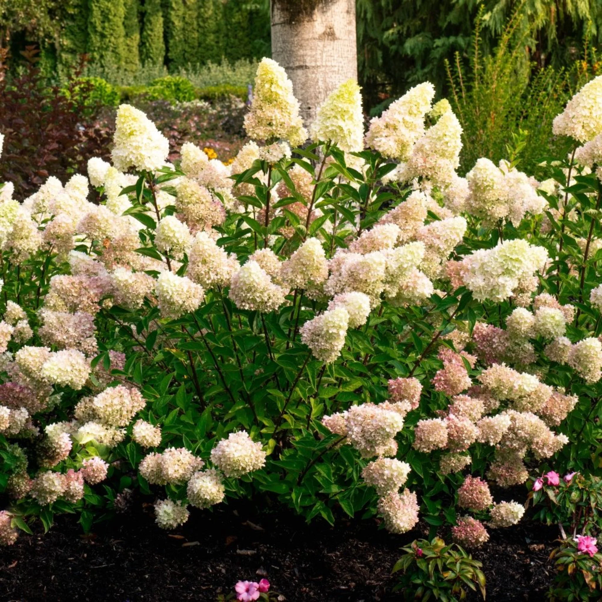 Dragon Baby™ Hardy Hydrangea - Image 3
