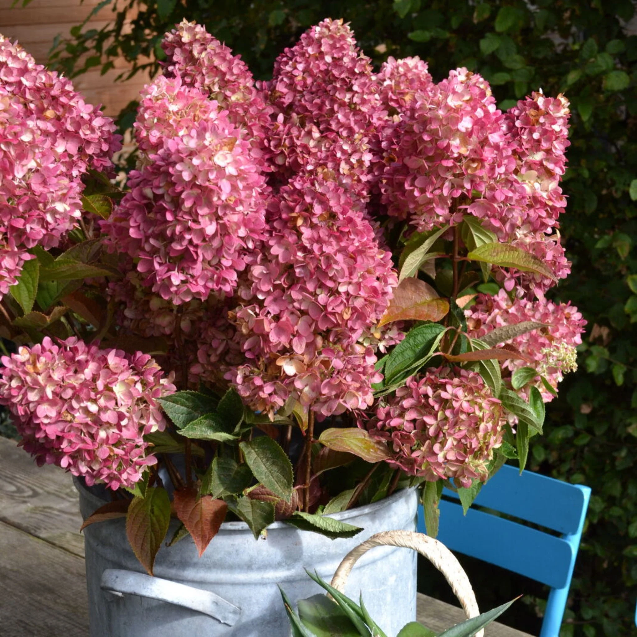 Dragon Baby™ Hardy Hydrangea - Image 4