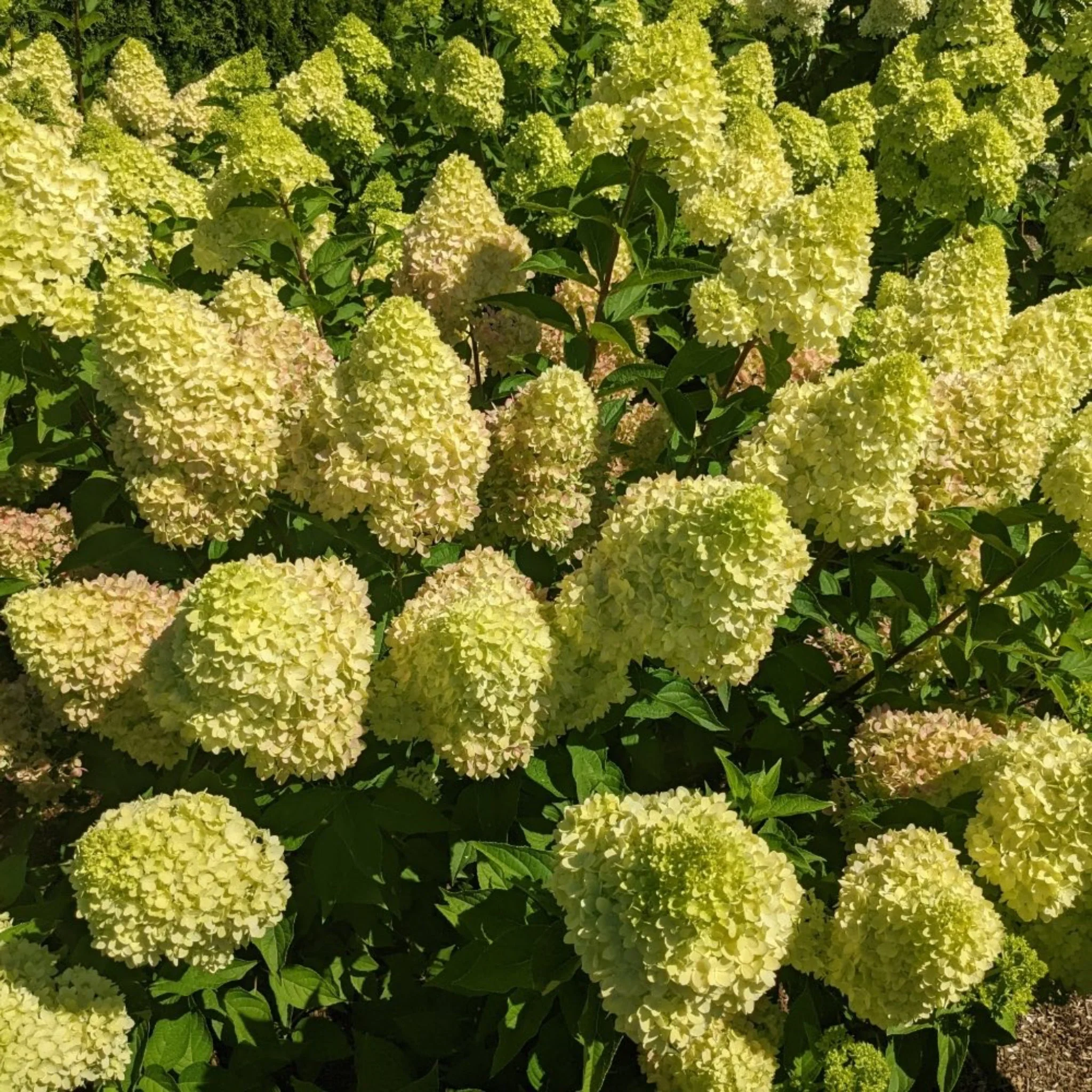 Dragon Baby™ Hardy Hydrangea - Image 5