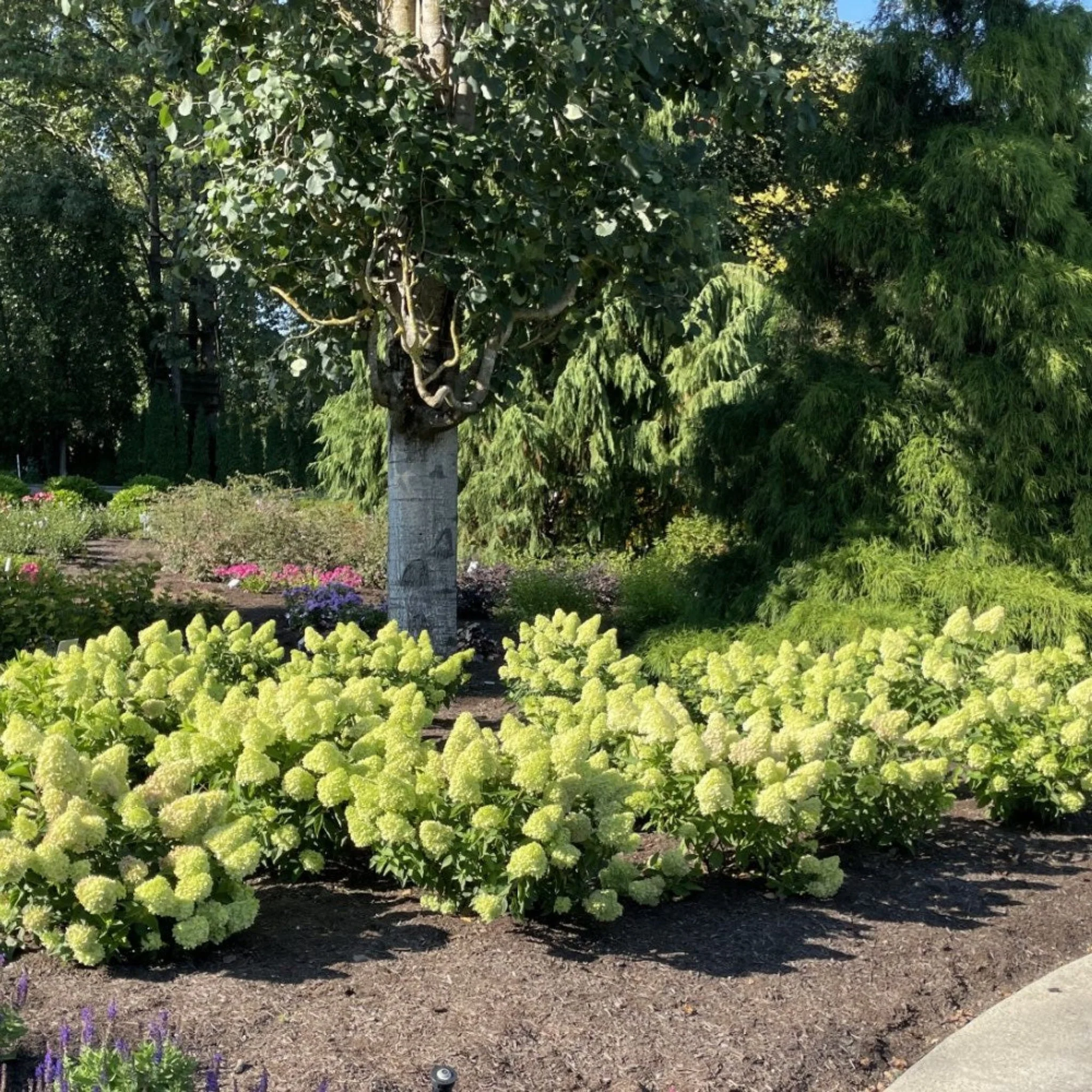 Dragon Baby™ Hydrangea - Image 2
