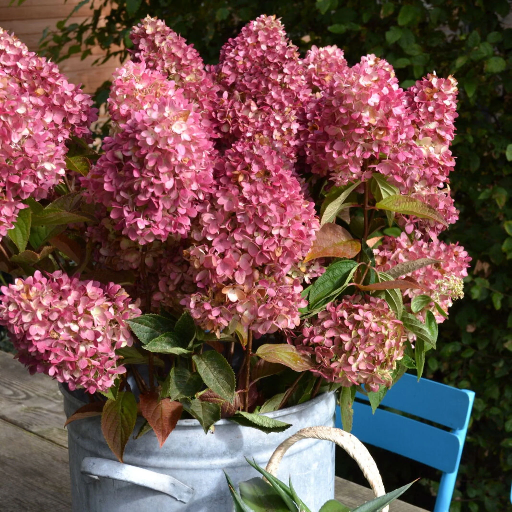 Dragon Baby™ Hydrangea - Image 4