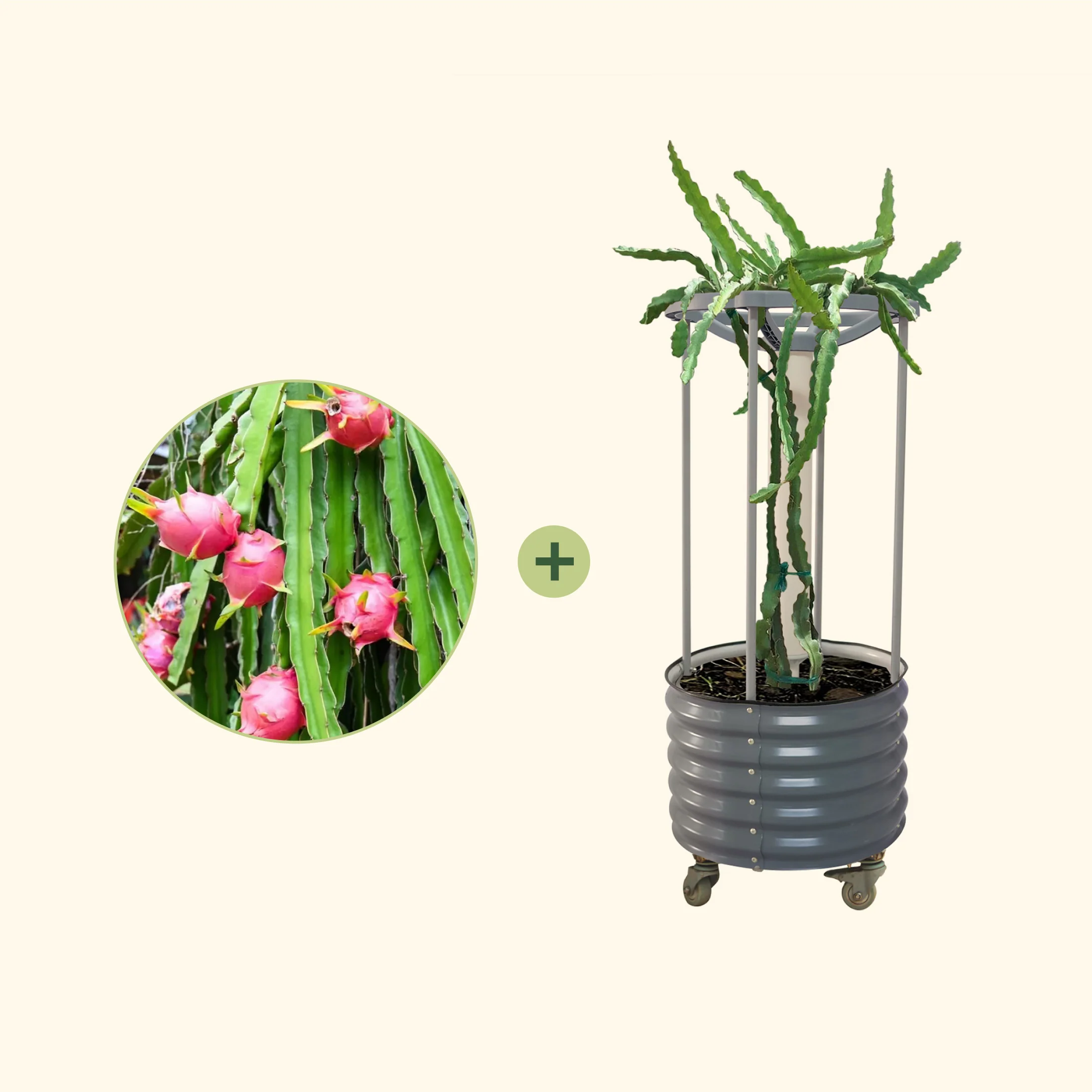 Dragon Fruit Planter Bundle - Image 3