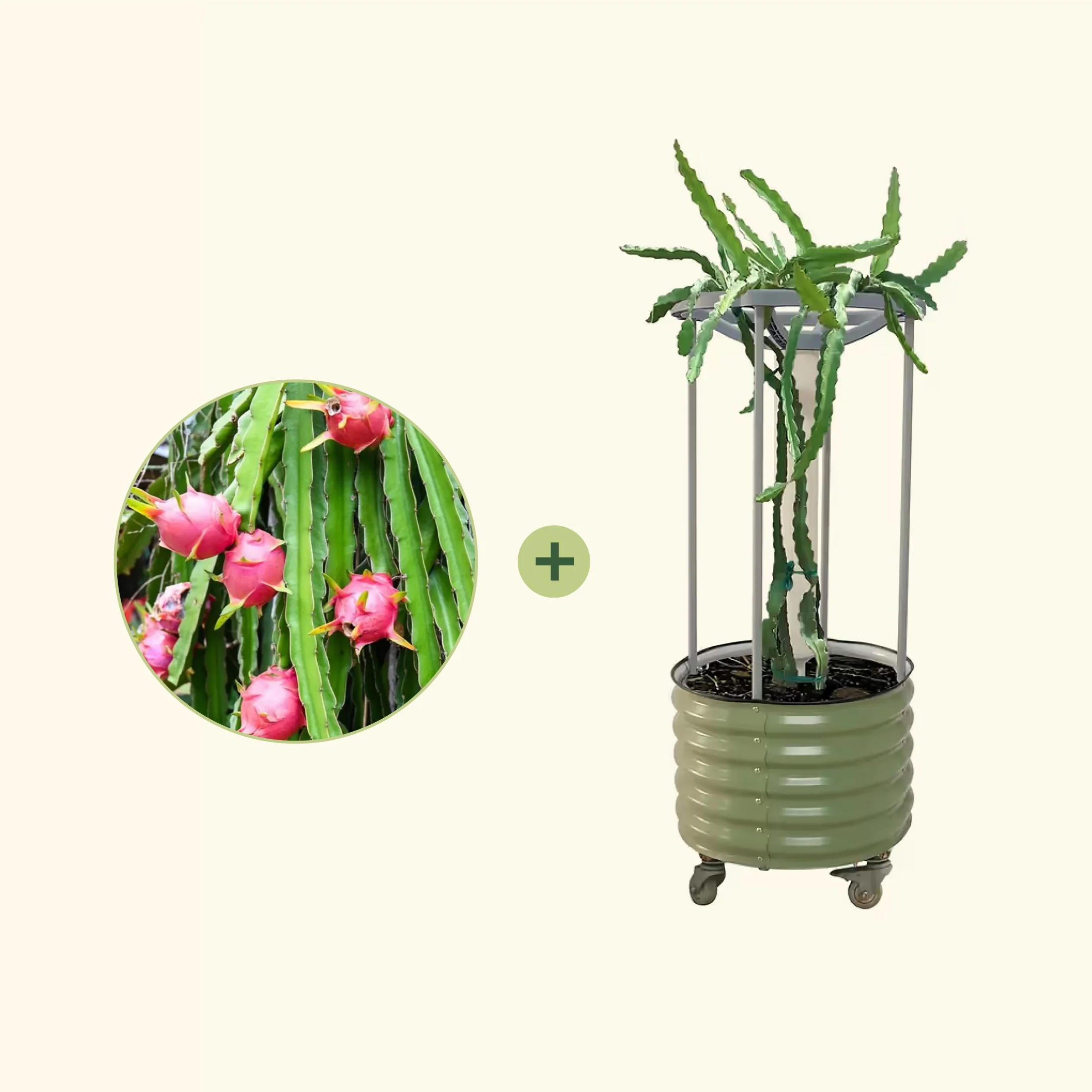 Dragon Fruit Planter Bundle - Image 4
