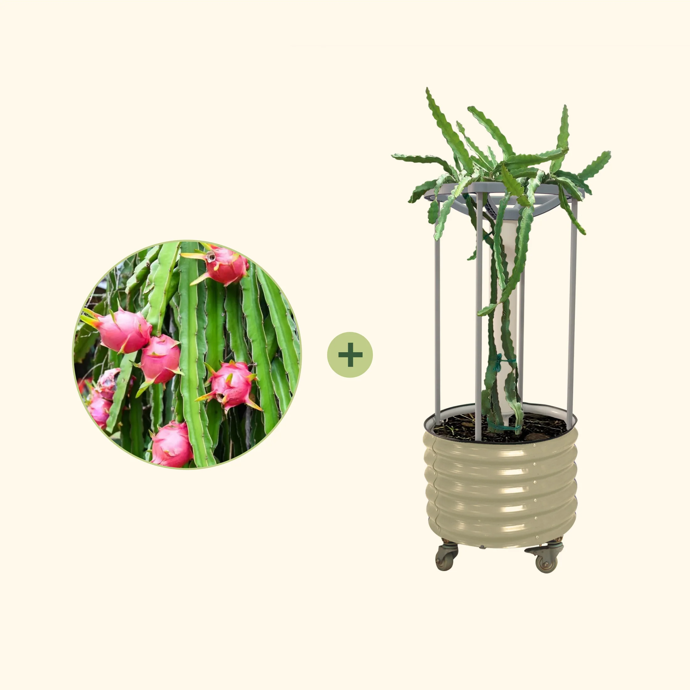 Dragon Fruit Planter Bundle - Image 5