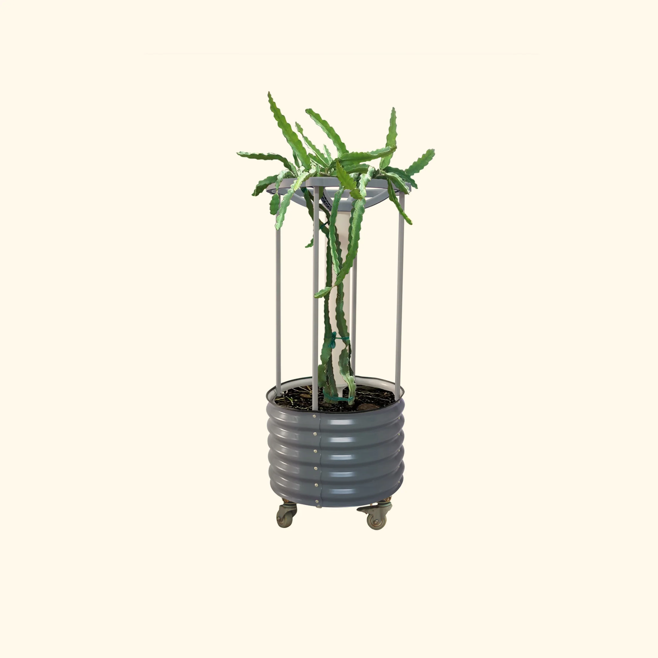 Classic Rolling Dragon Fruit Planter - Image 3