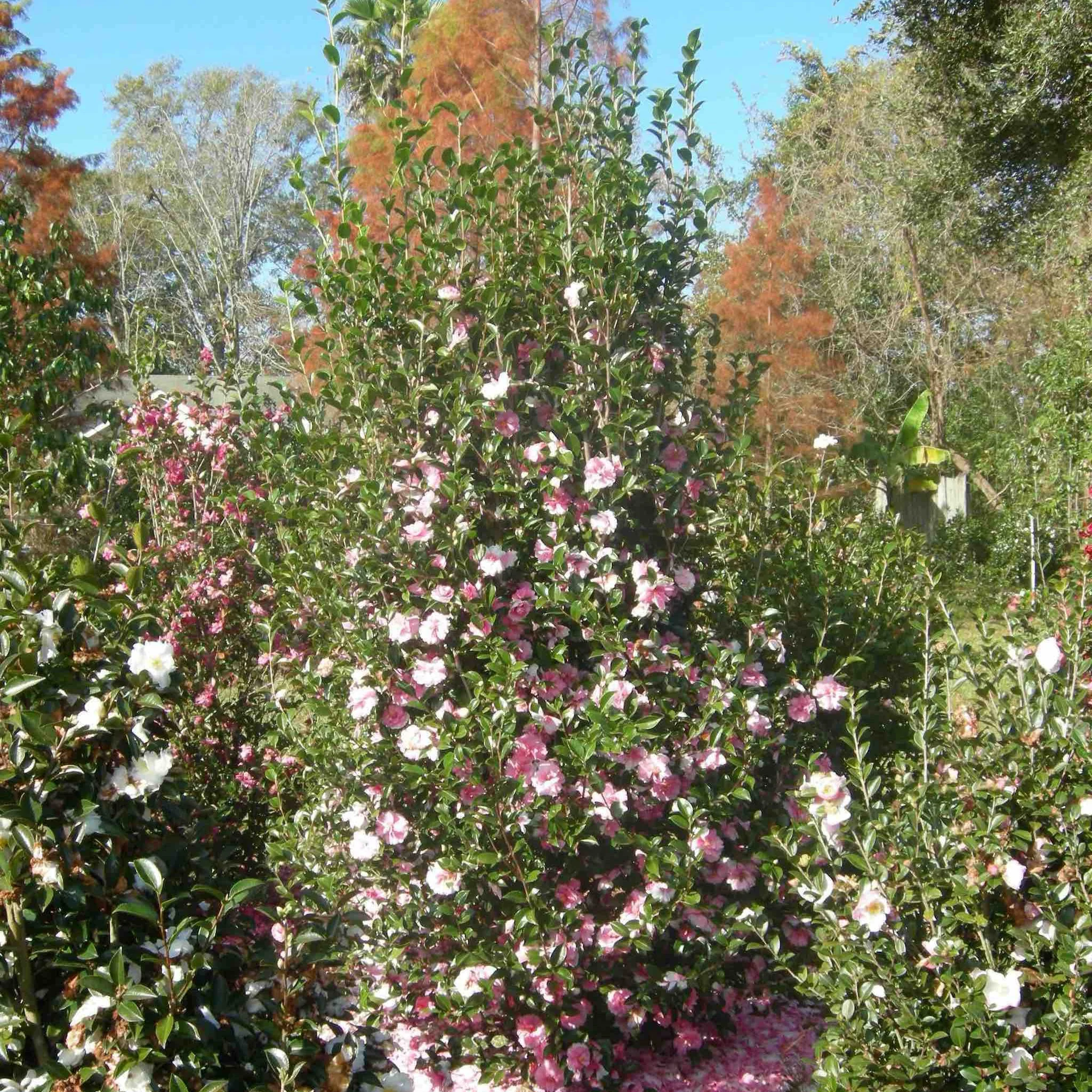 Dream Weaver Camellia - Image 2