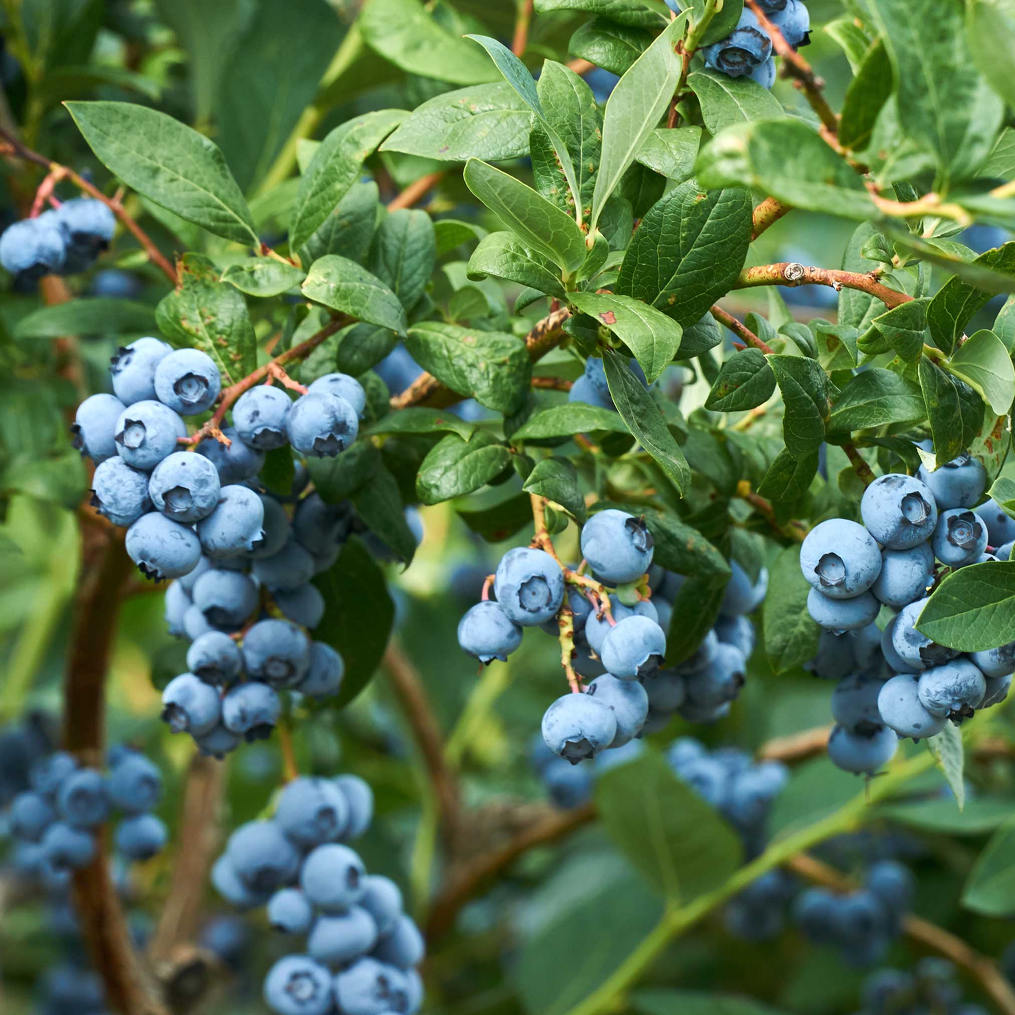 Duke Blueberry - Image 2