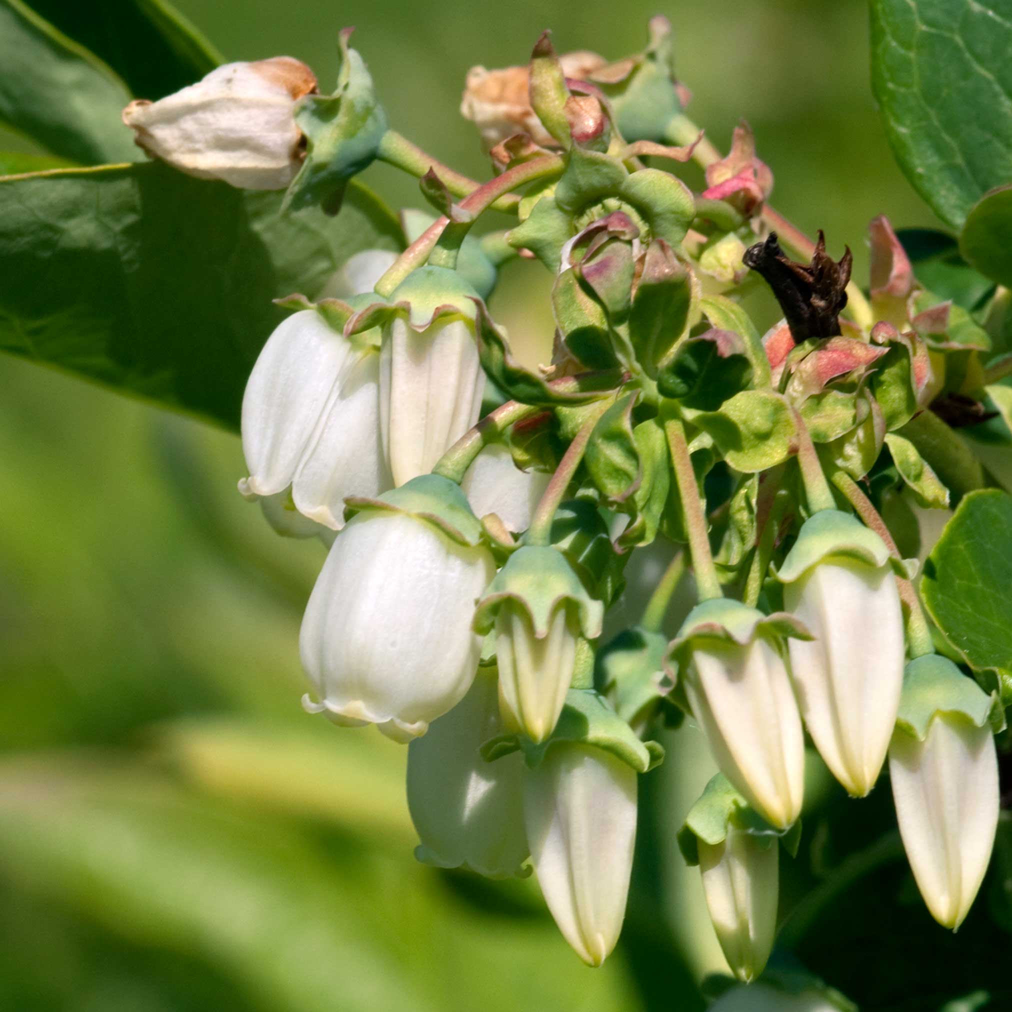 Duke Blueberry - Image 3