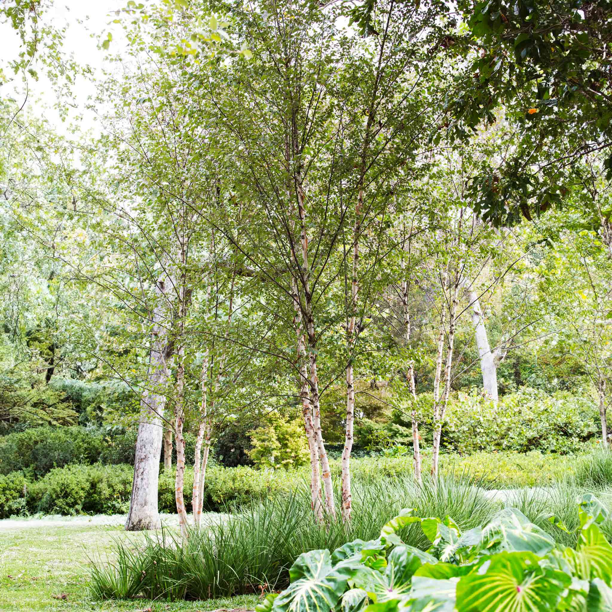 Dura Heat® Birch Tree - Image 2