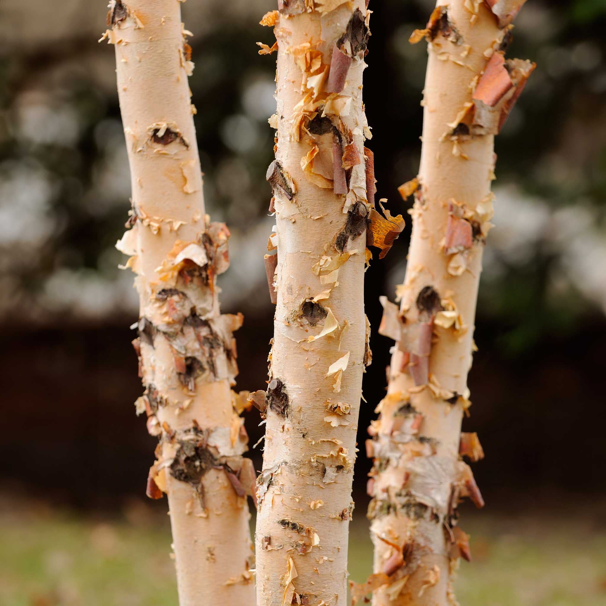 Dura Heat® Birch Tree - Image 3