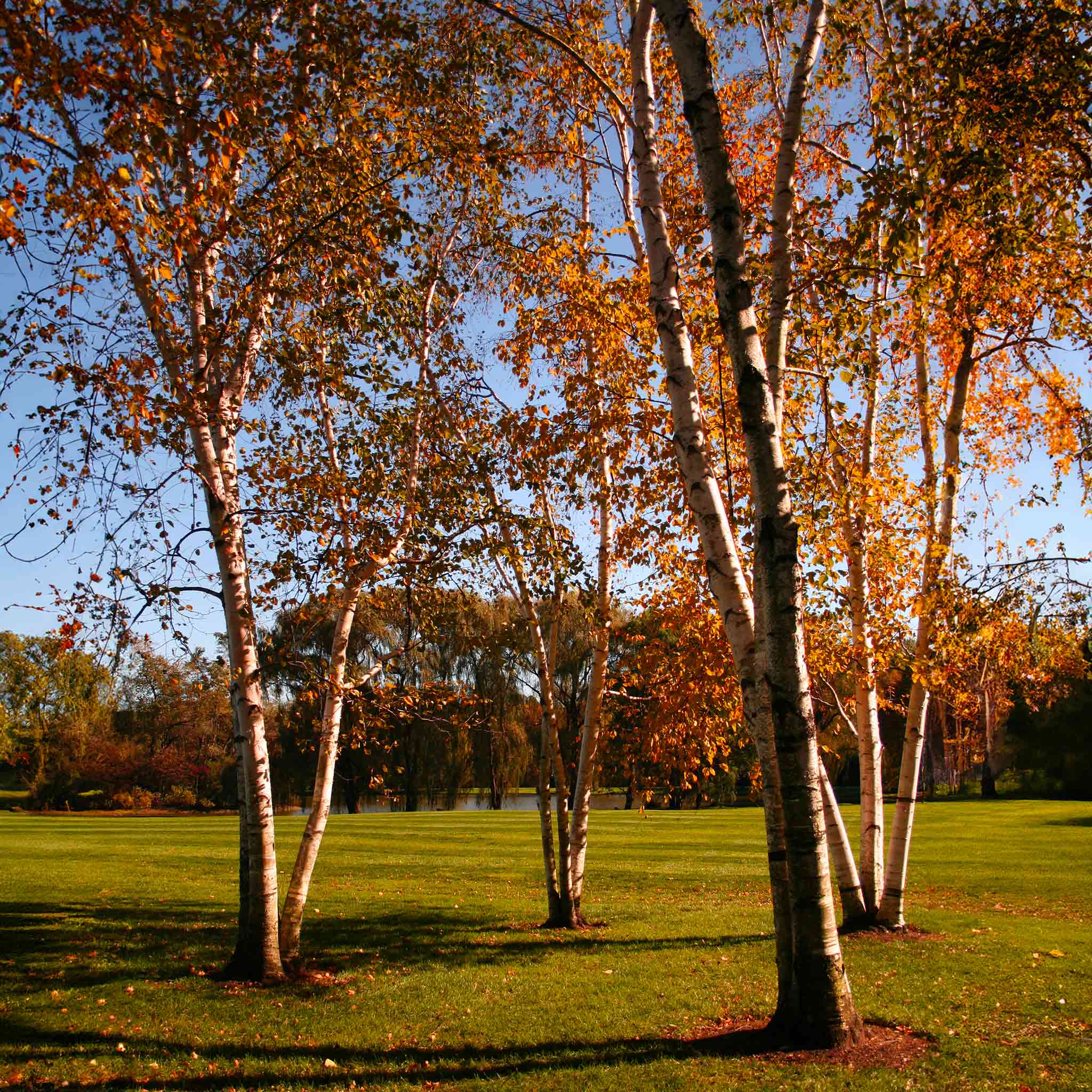 Dura Heat® Birch Tree - Image 4