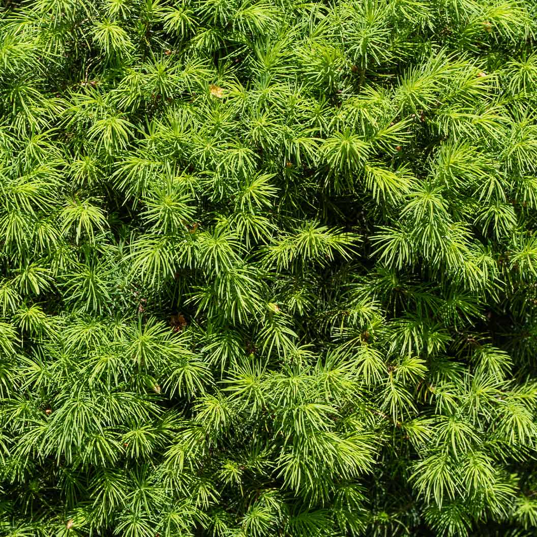 Dwarf Alberta Spruce - Image 2