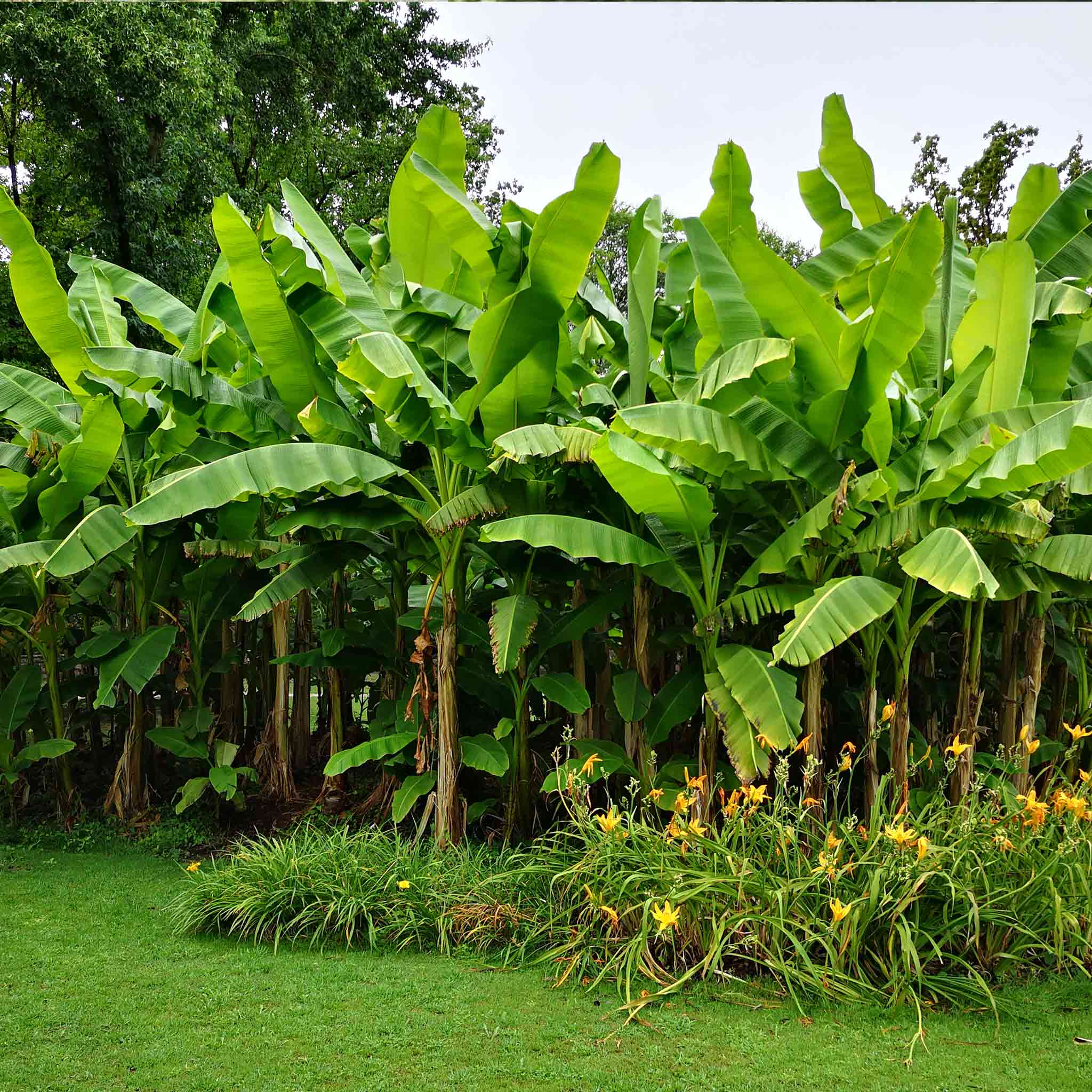 Dwarf Cavendish Banana Tree - Image 2
