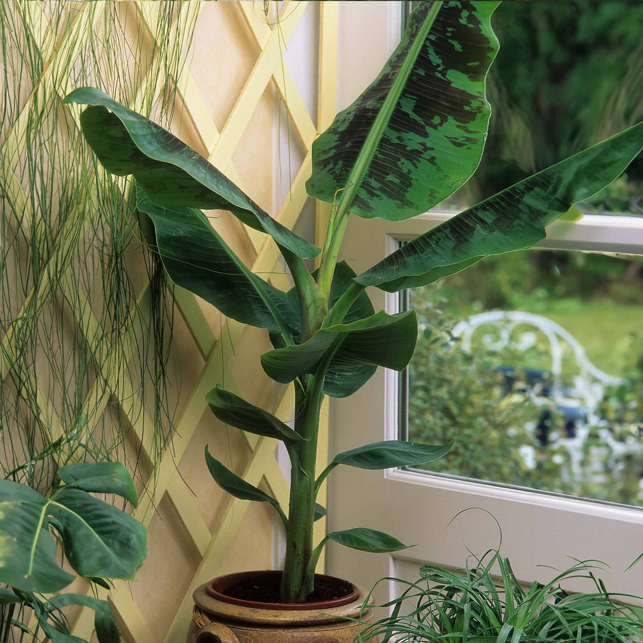 Dwarf Cavendish Banana Tree - Image 3