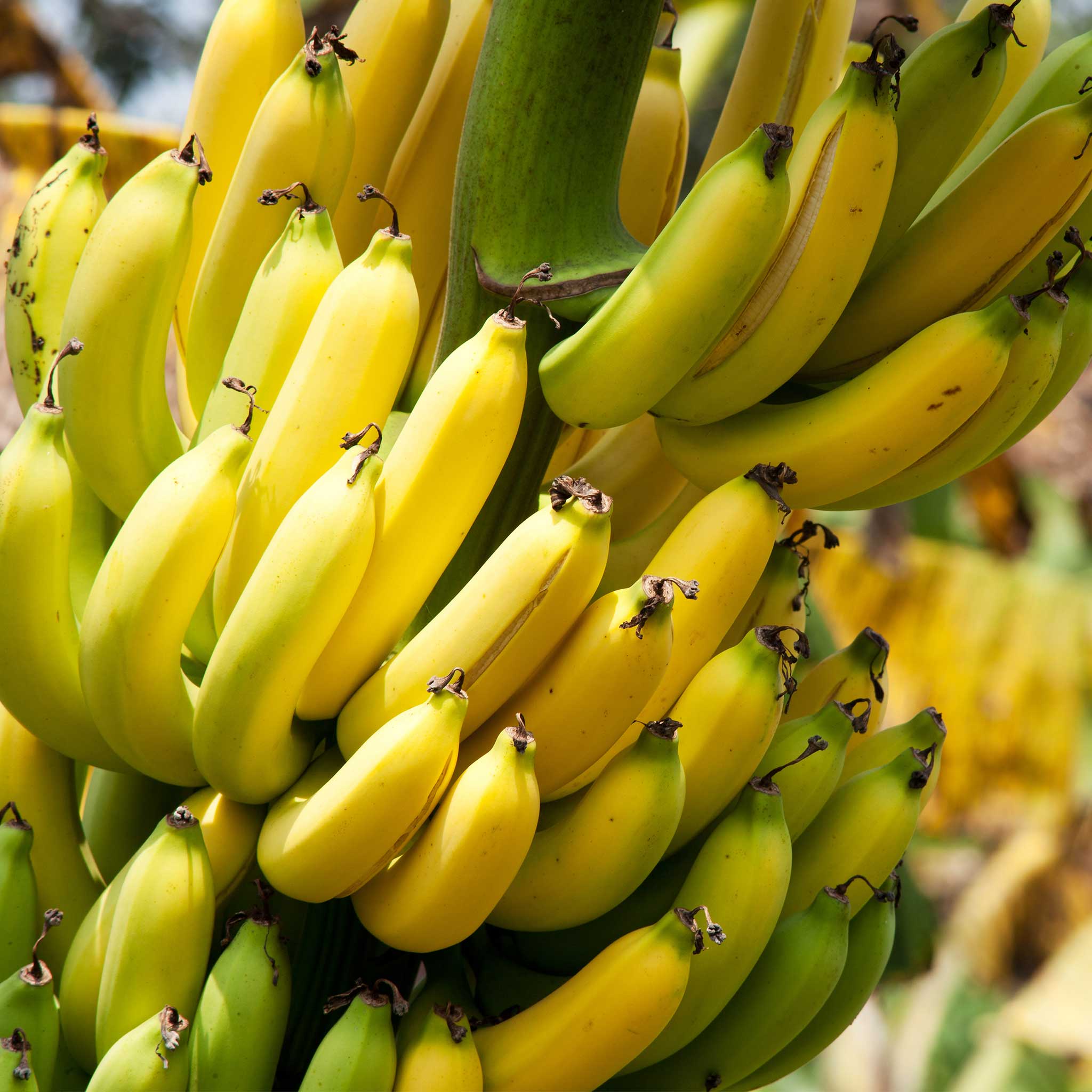 Dwarf Cavendish Banana Tree - Image 4