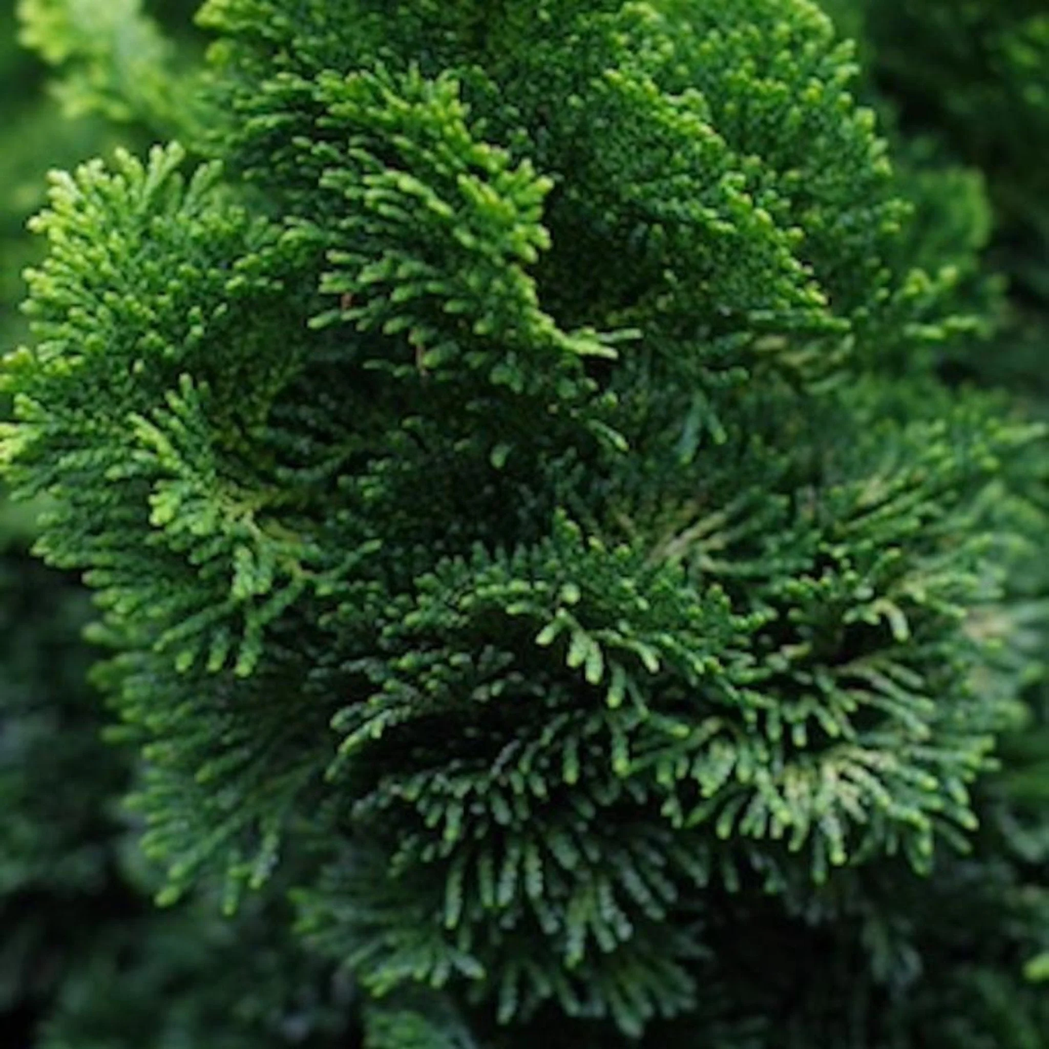 Dwarf Hinoki Cypress - Image 2