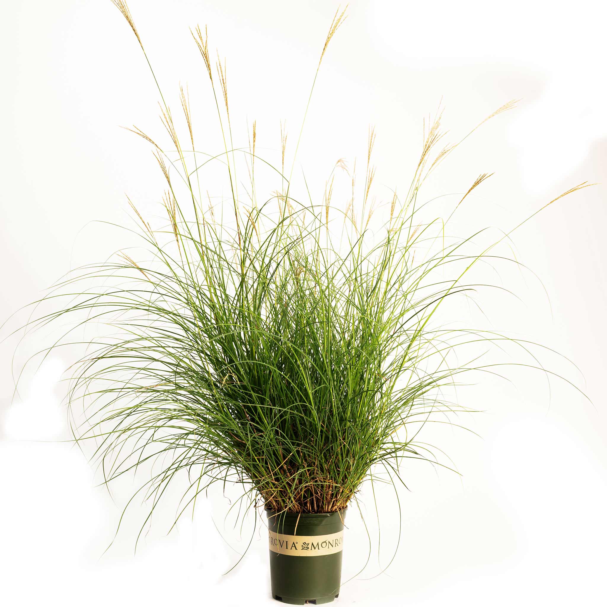 Dwarf Maiden Grass - Image 4