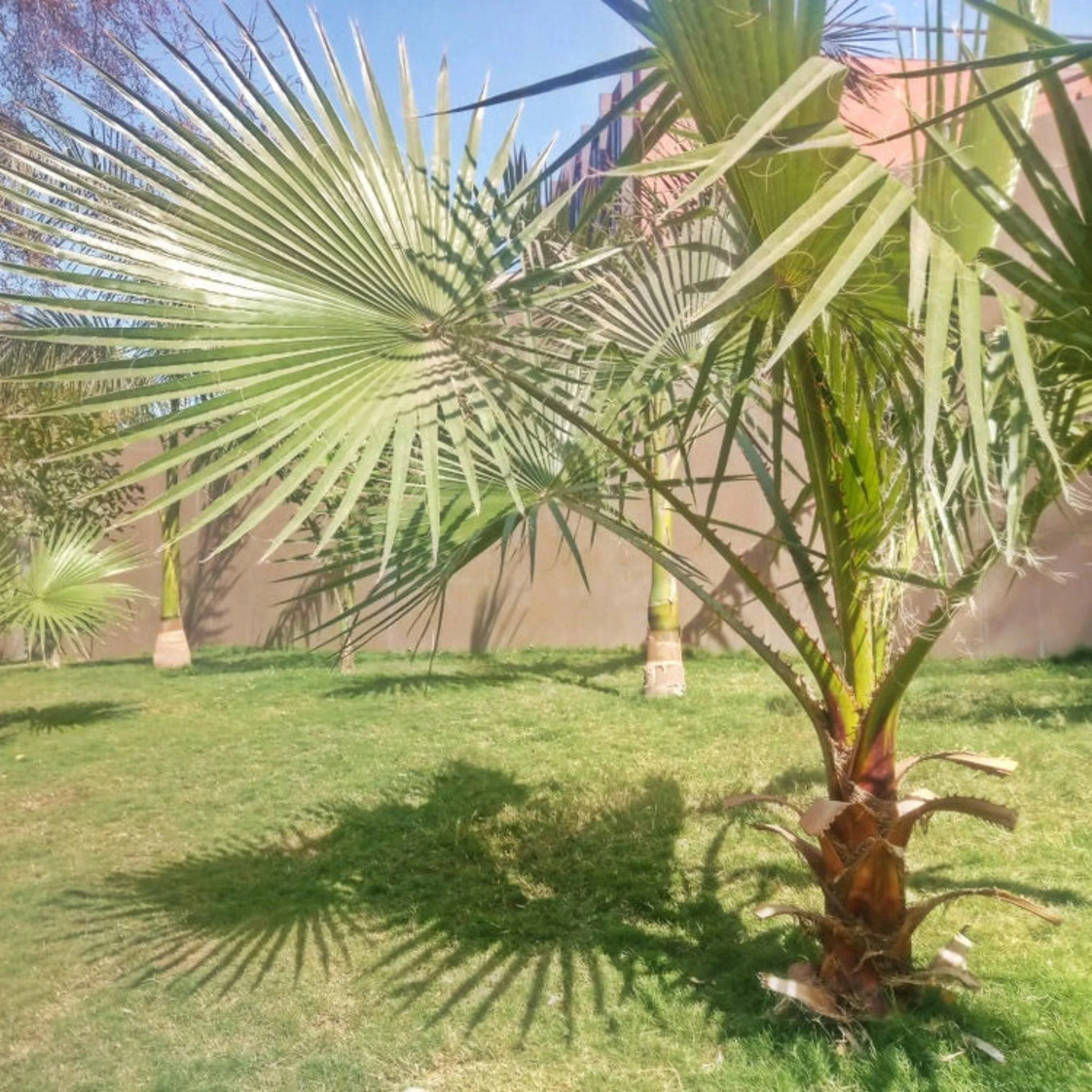 Dwarf Palmetto Tree - Image 2