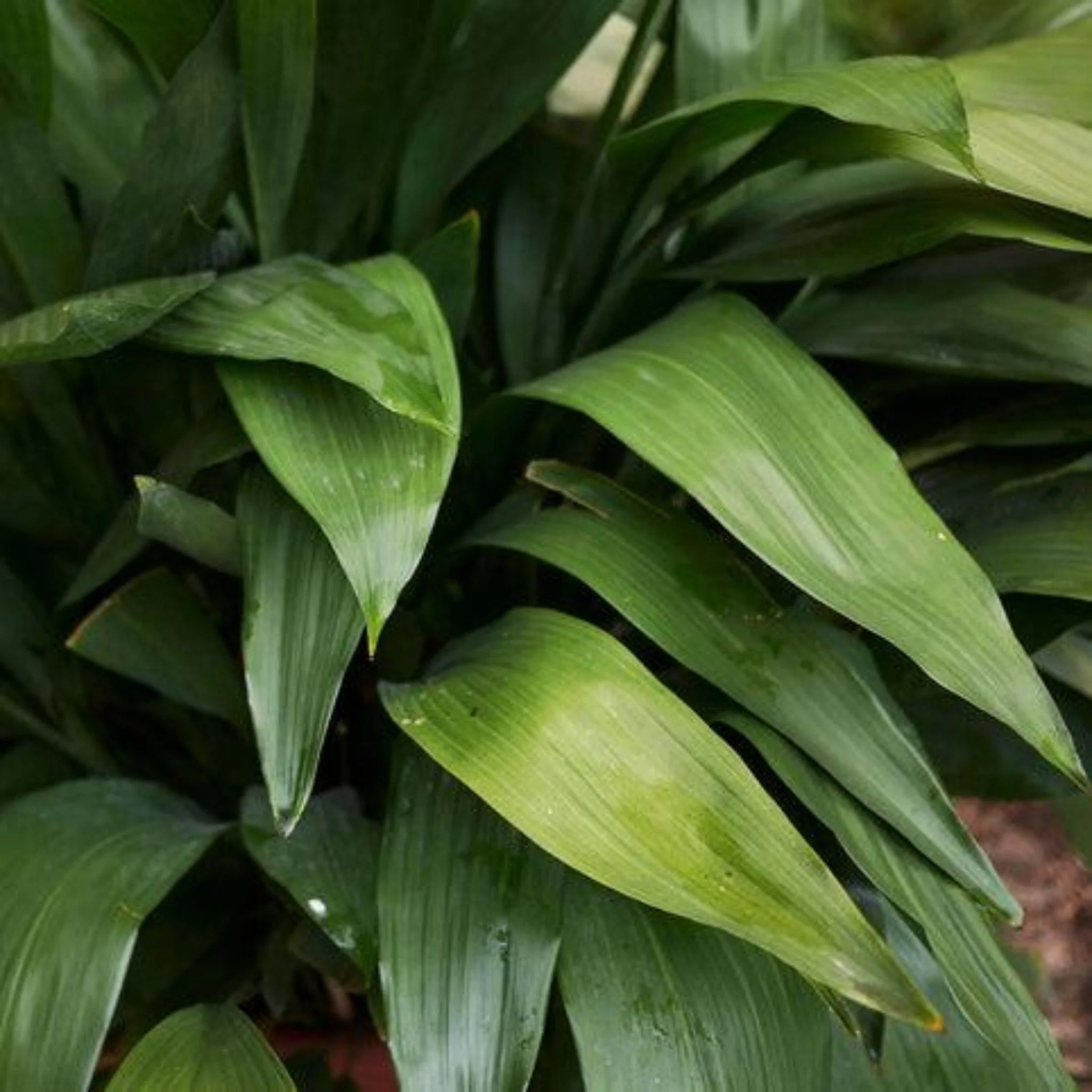 Dwarf Tiny Tank Cast Iron Plant - Image 2