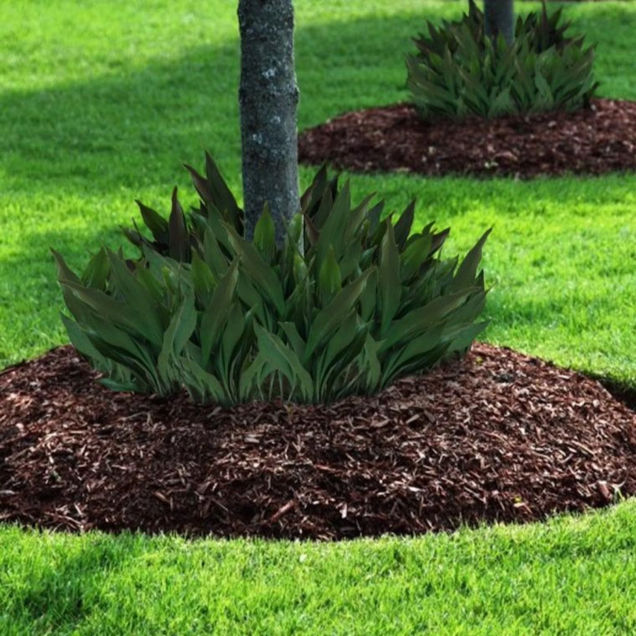 Dwarf Tiny Tank Cast Iron Plant - Image 3