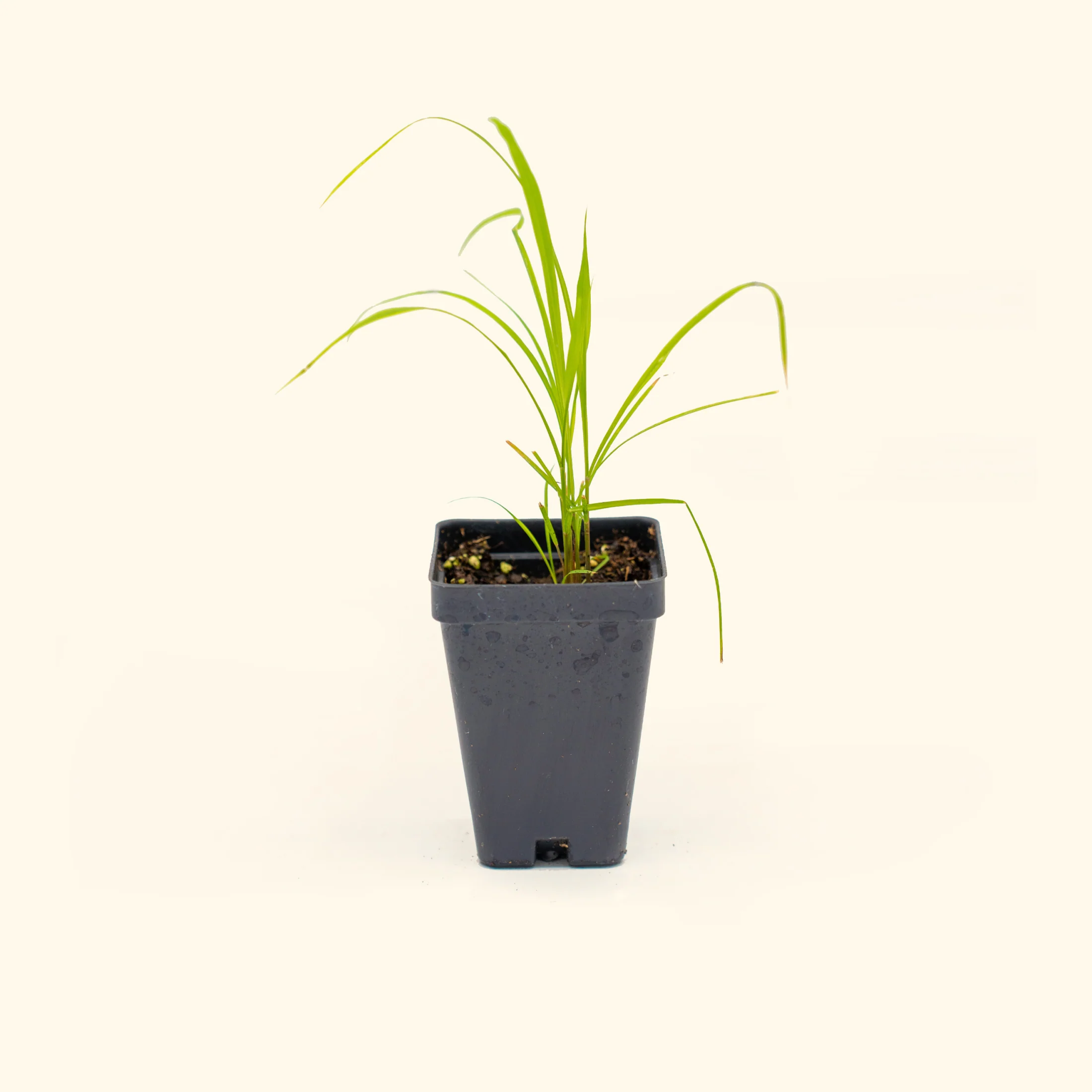 East Indian Lemongrass Seedling - Image 2