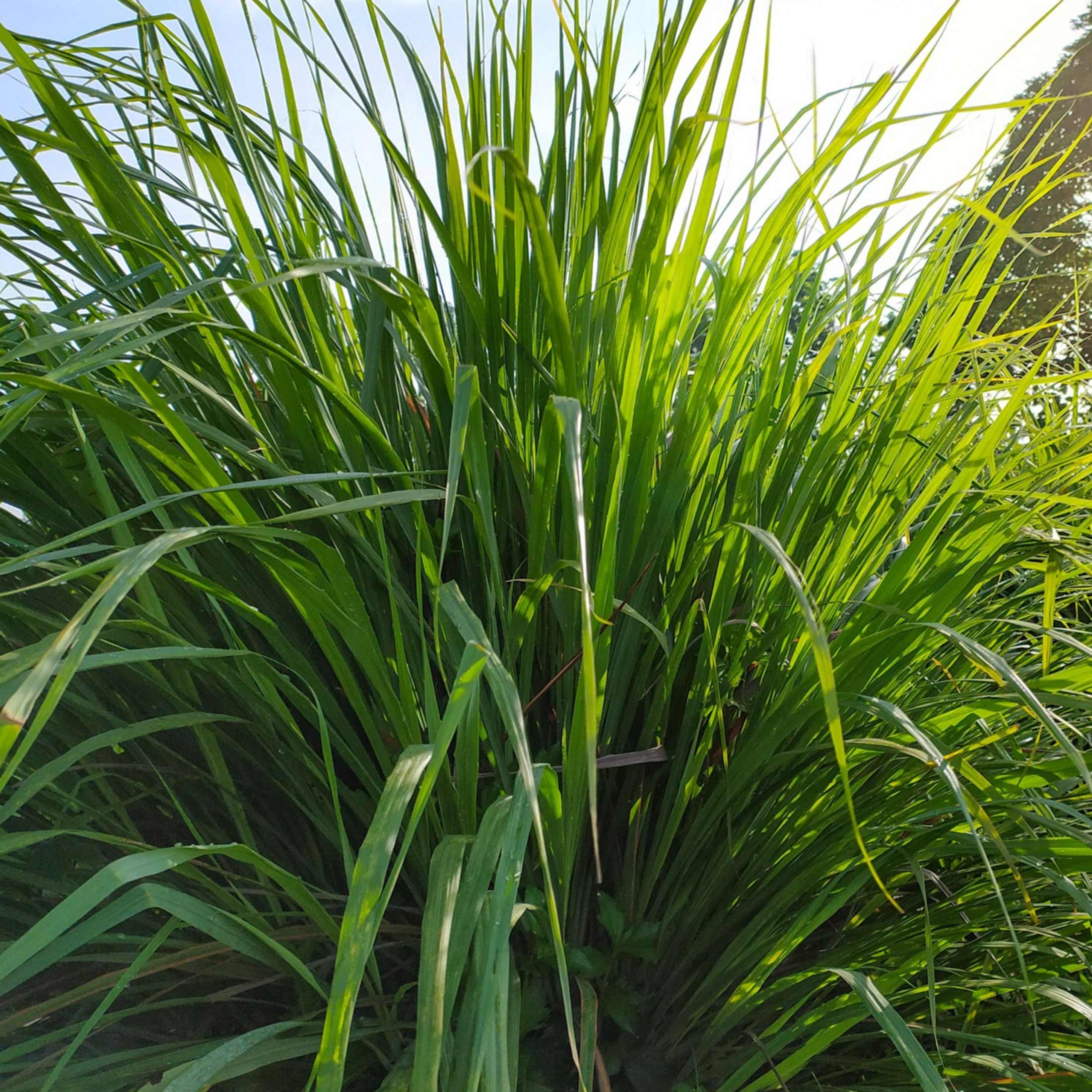 East Indian Lemongrass Seedling - Image 5