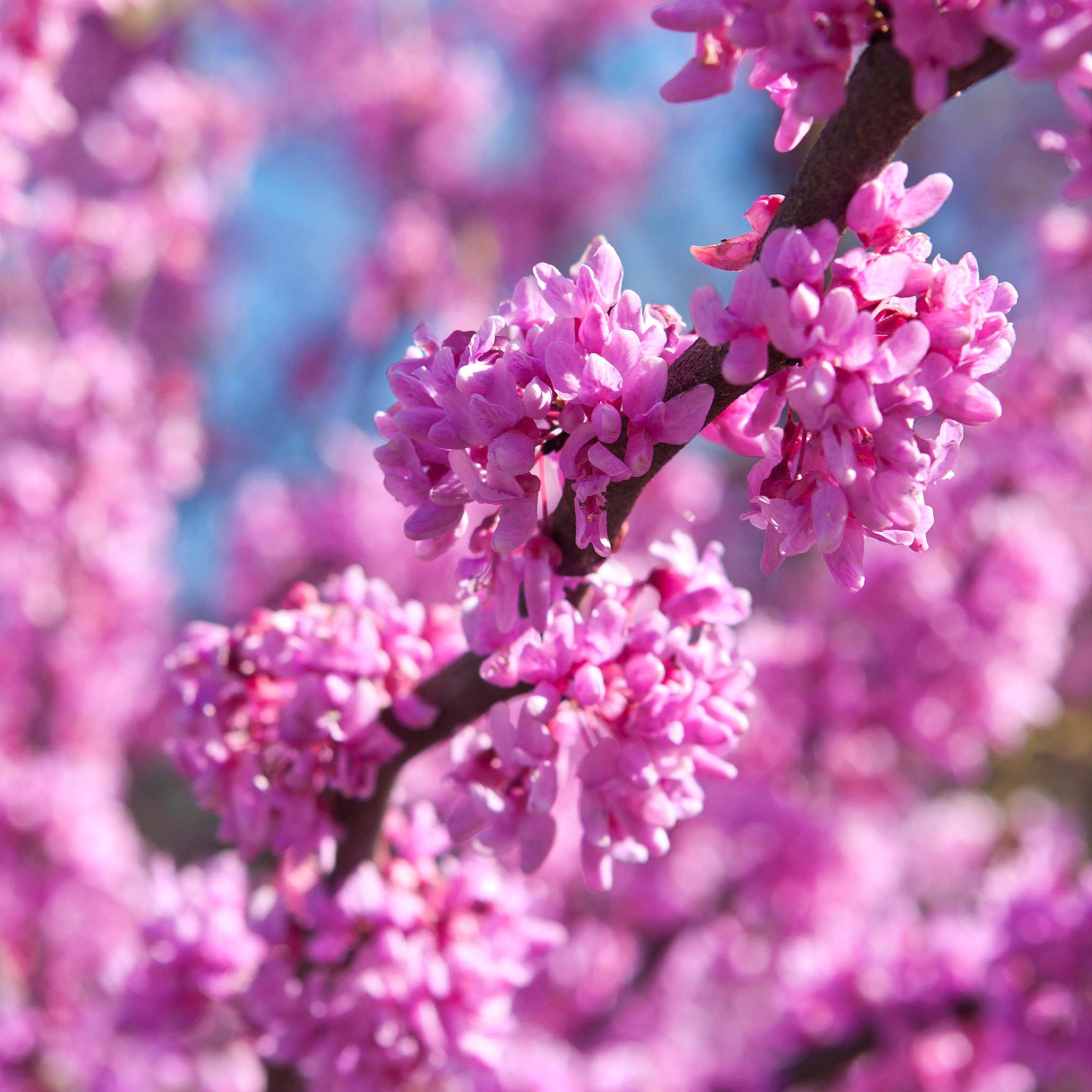 Eastern Redbud - Image 2