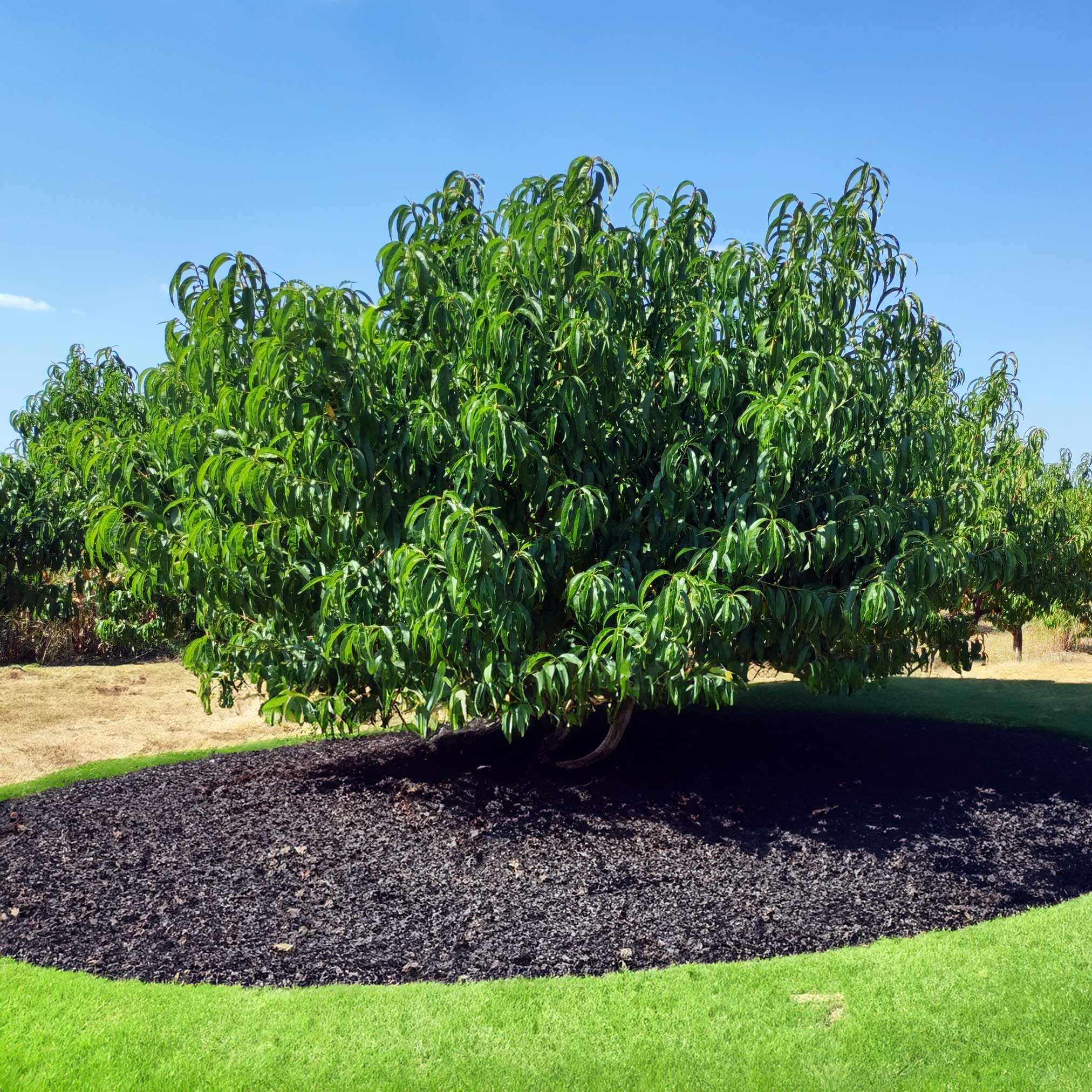Elberta Peach Tree - Image 2