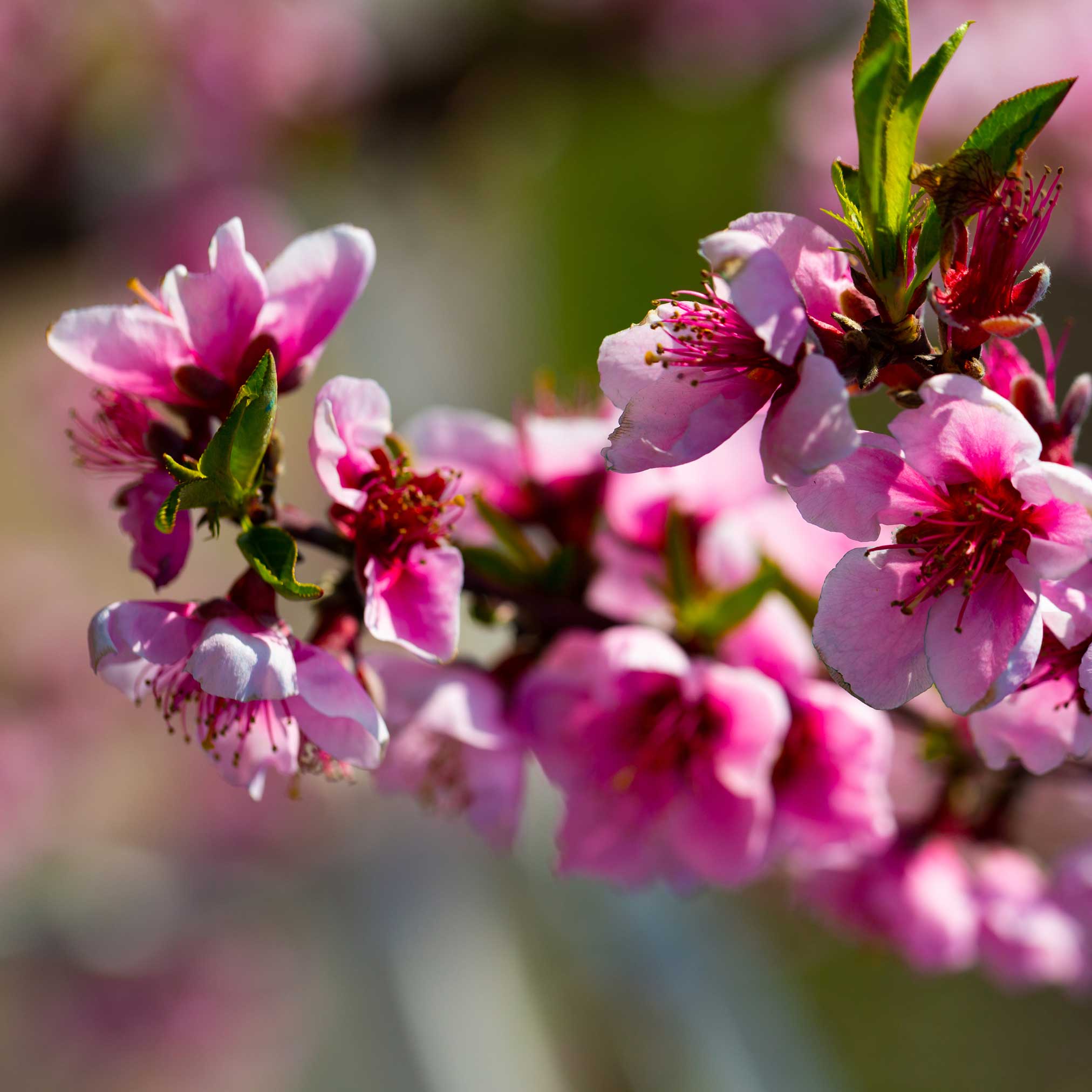 Elberta Peach Tree - Image 3