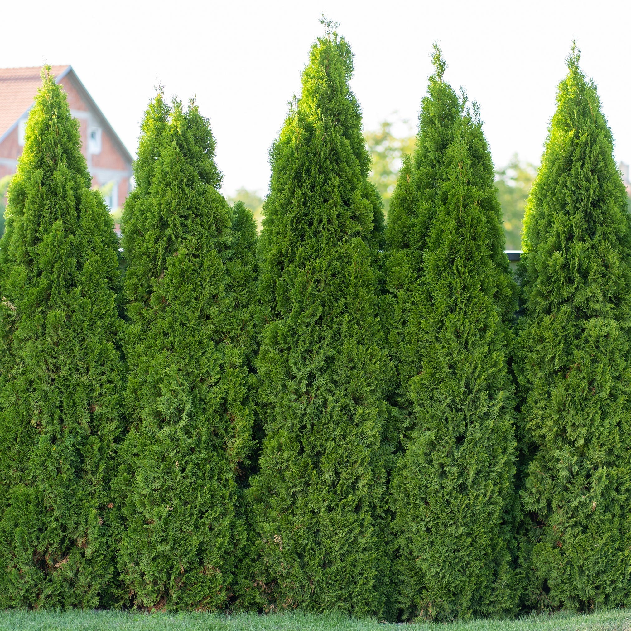 Emerald Green Arborvitae - Image 2