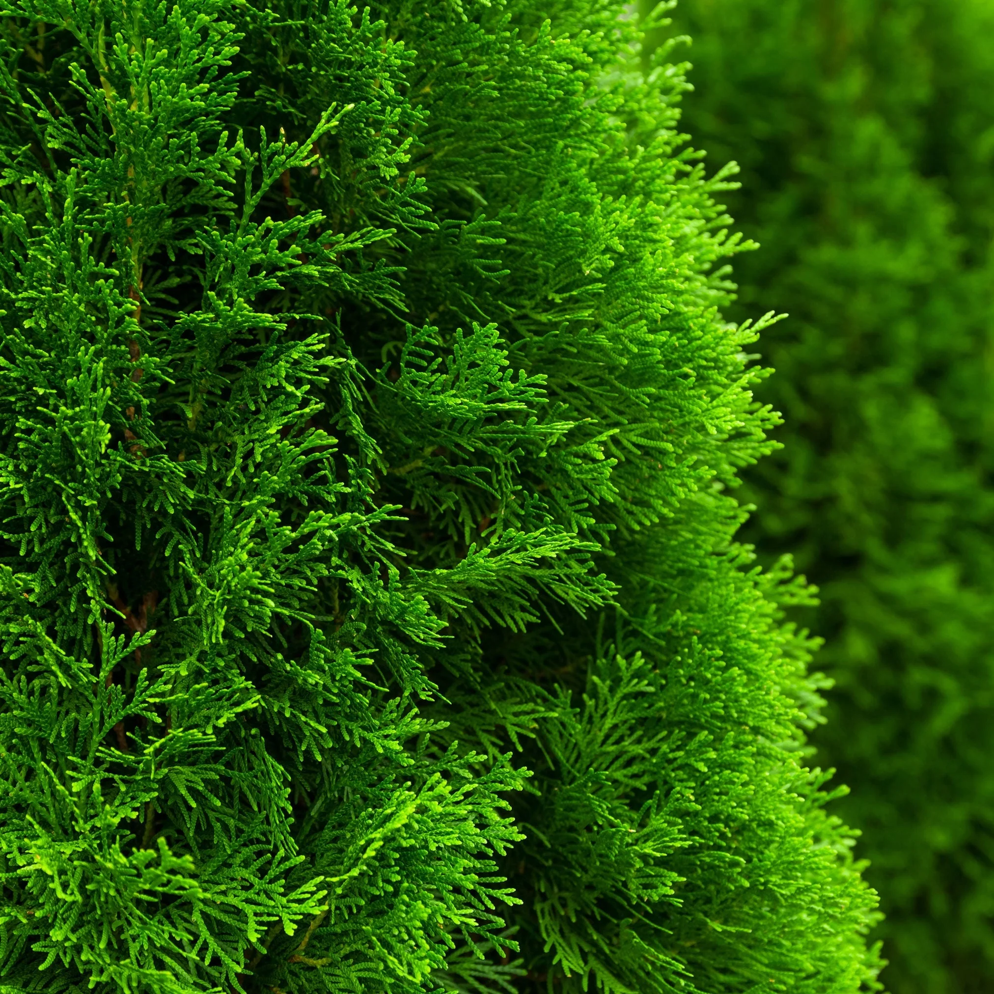 Emerald Green Arborvitae - Image 3