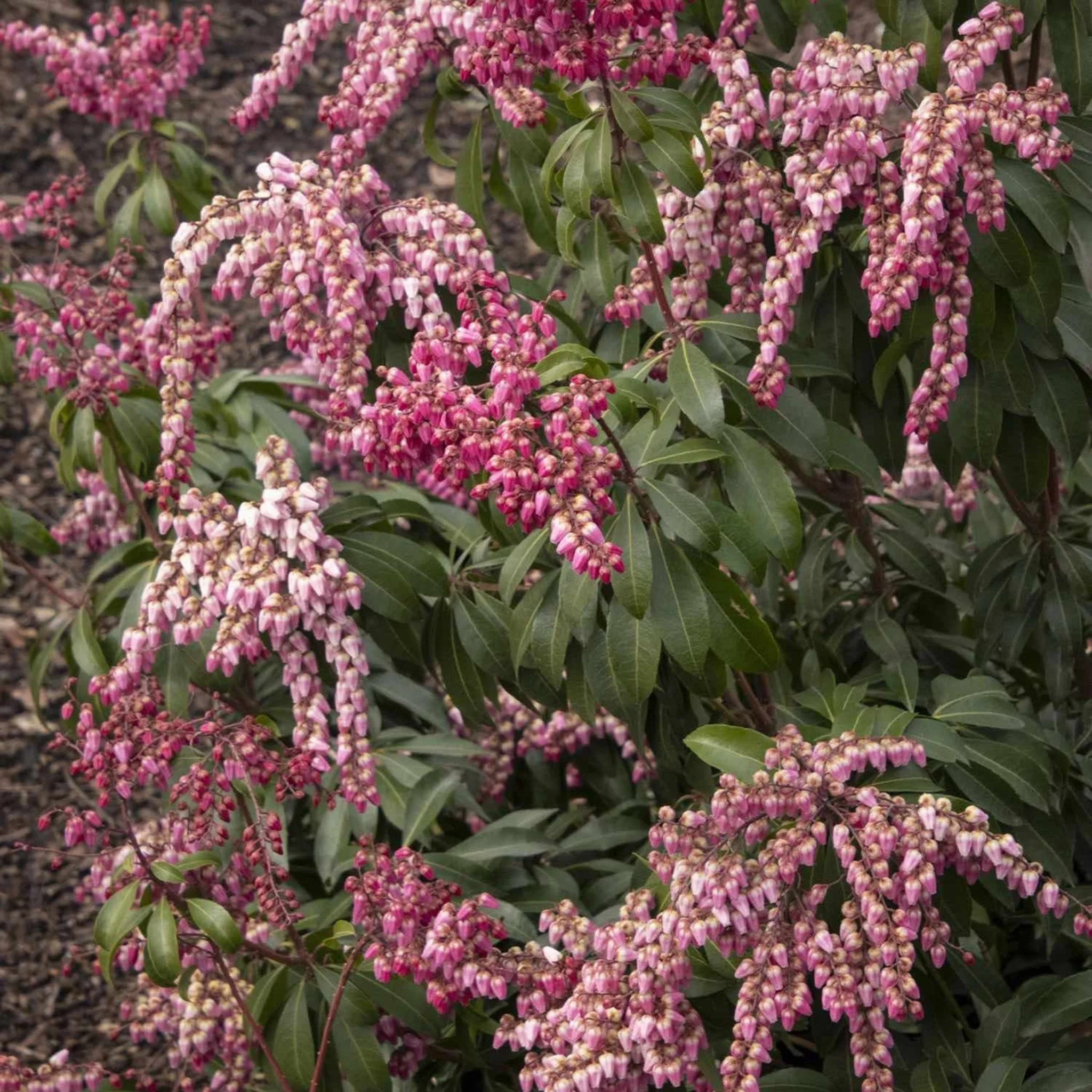 Enchanted Forest® Impish Elf™ Pieris - Image 2