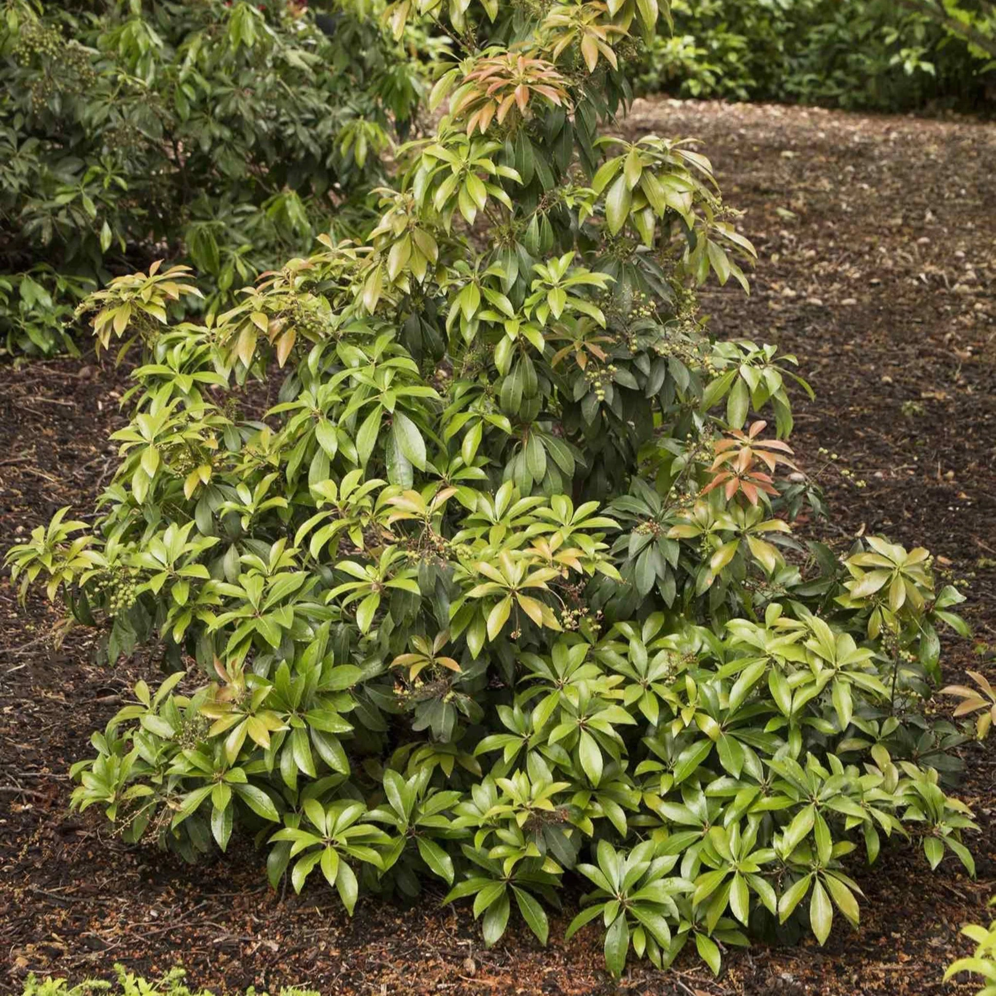 Enchanted Forest® Impish Elf™ Pieris - Image 3